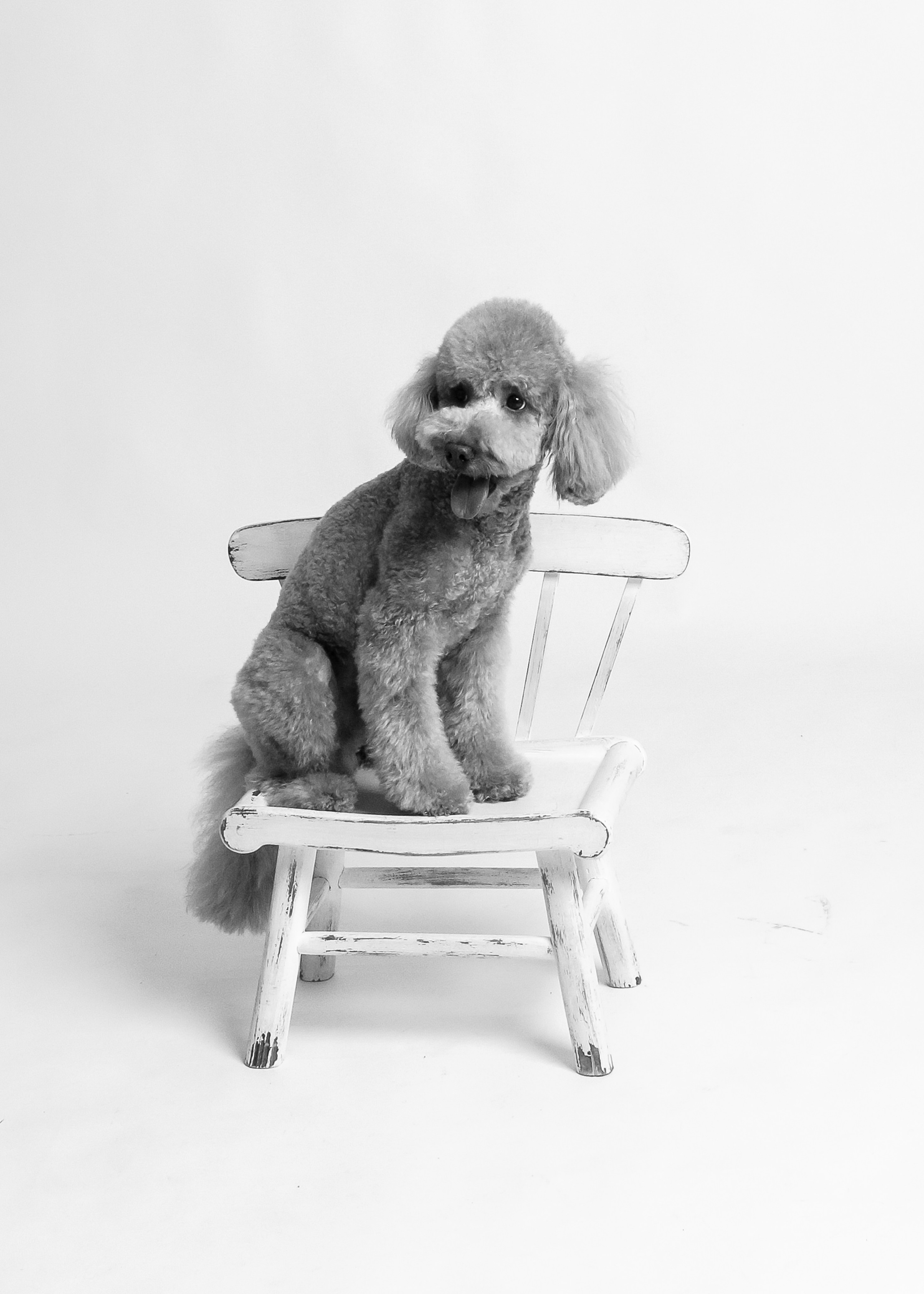 Собака тоже член семьи. Фотостудия Автопортретная № 2 в Ижевске