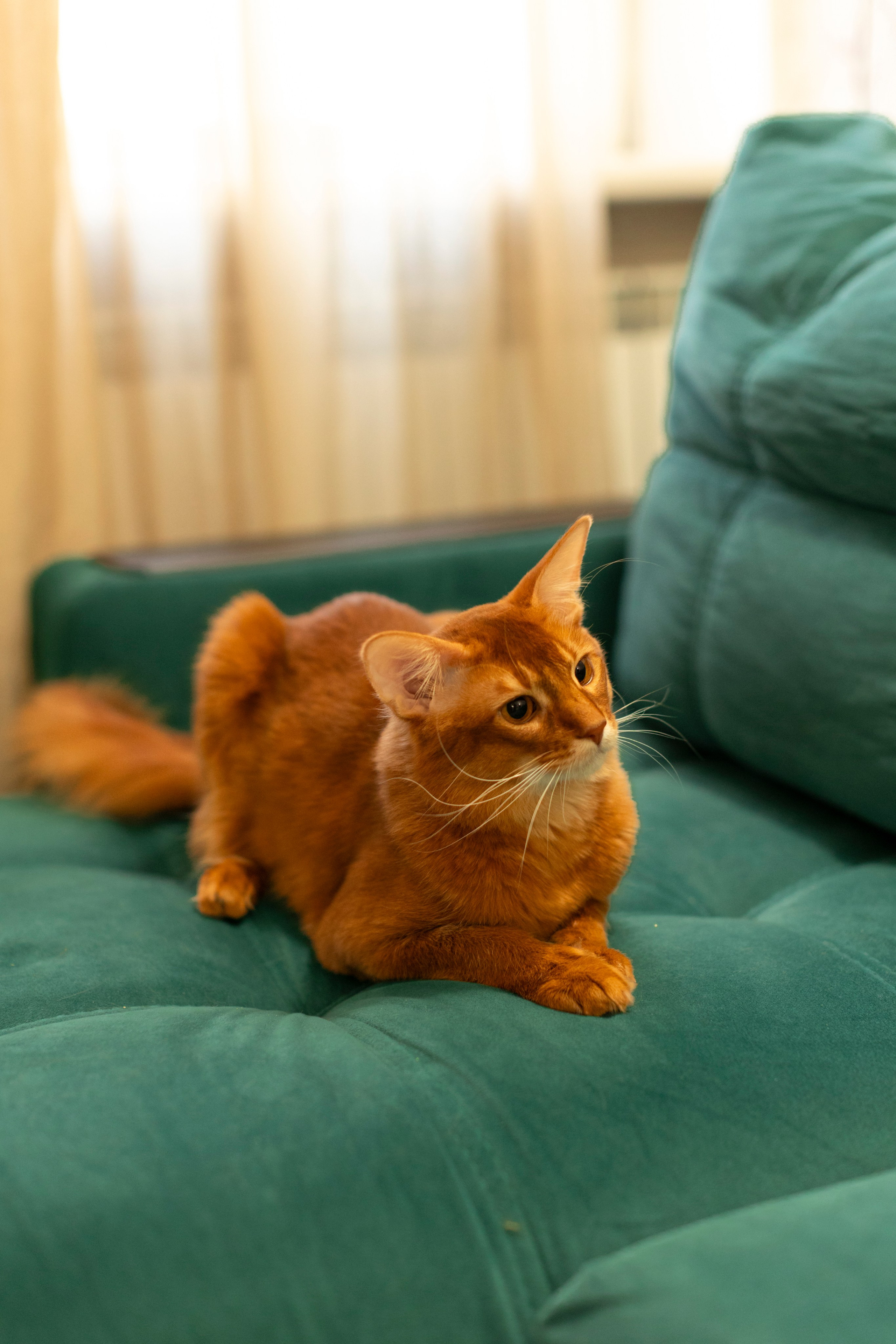 Сомали. Art my Pho