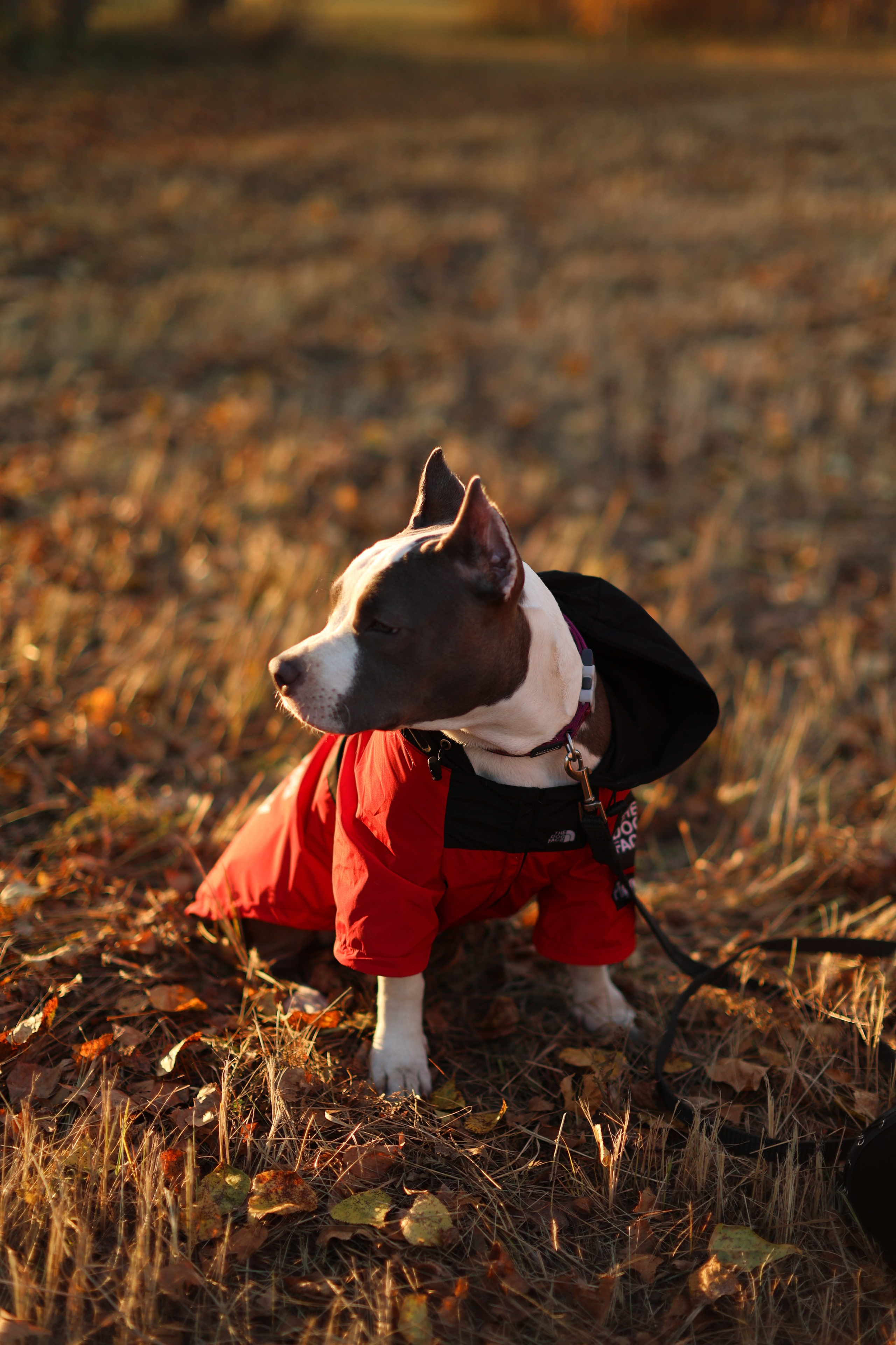 Осень. Art my Pho