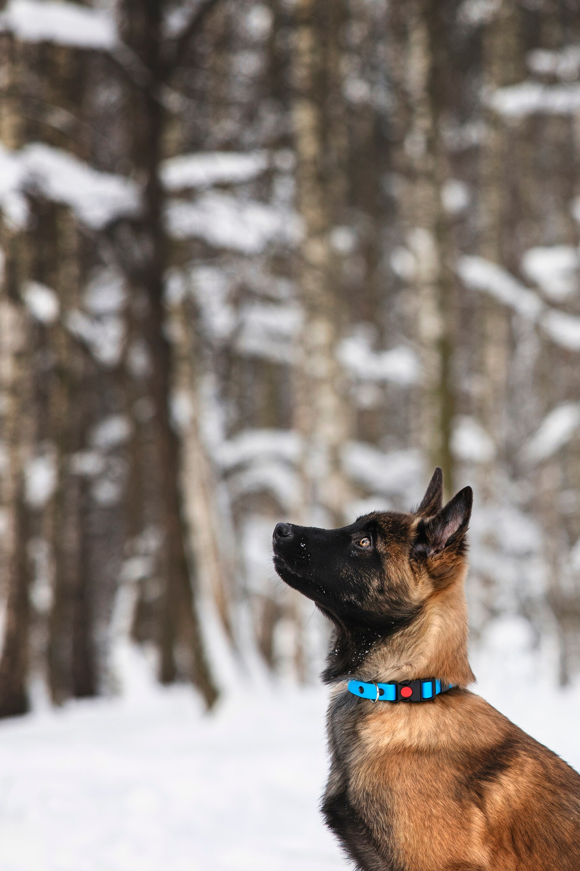 Бэлла и Панда. Анастасия Белаш
