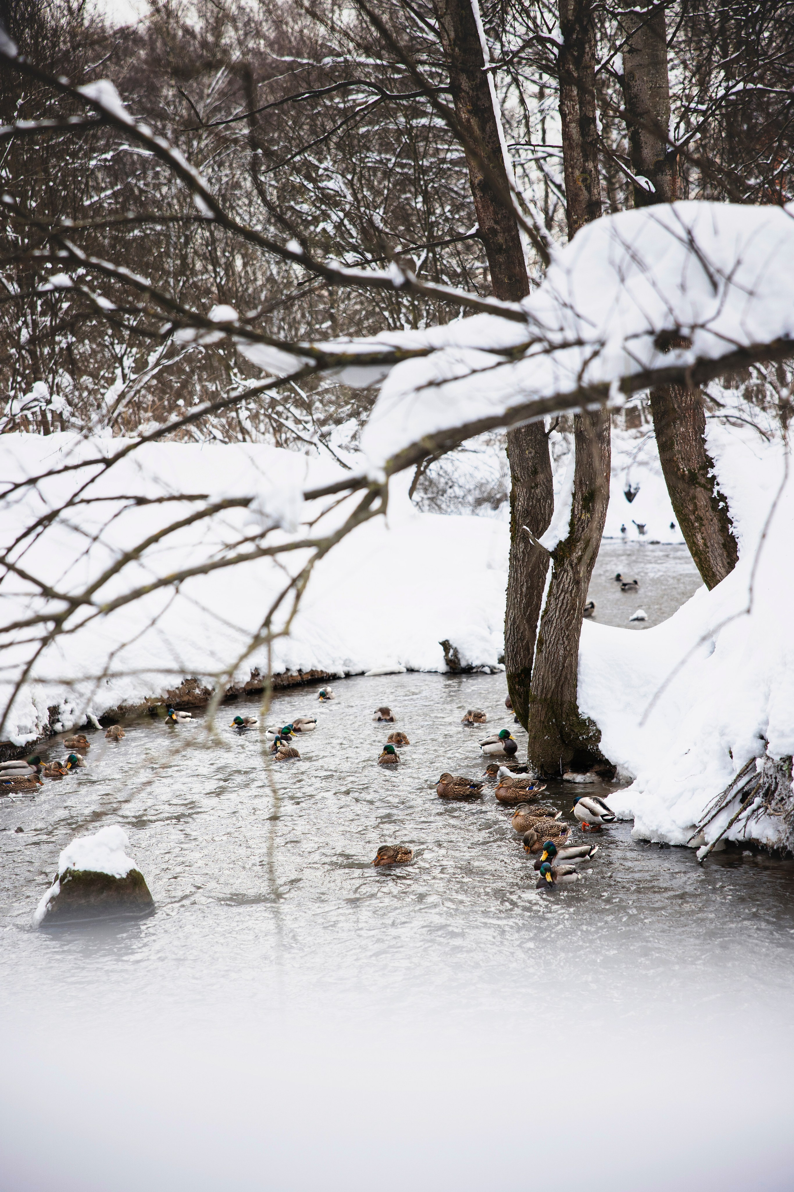 Бэлла и Панда. Анастасия Белаш