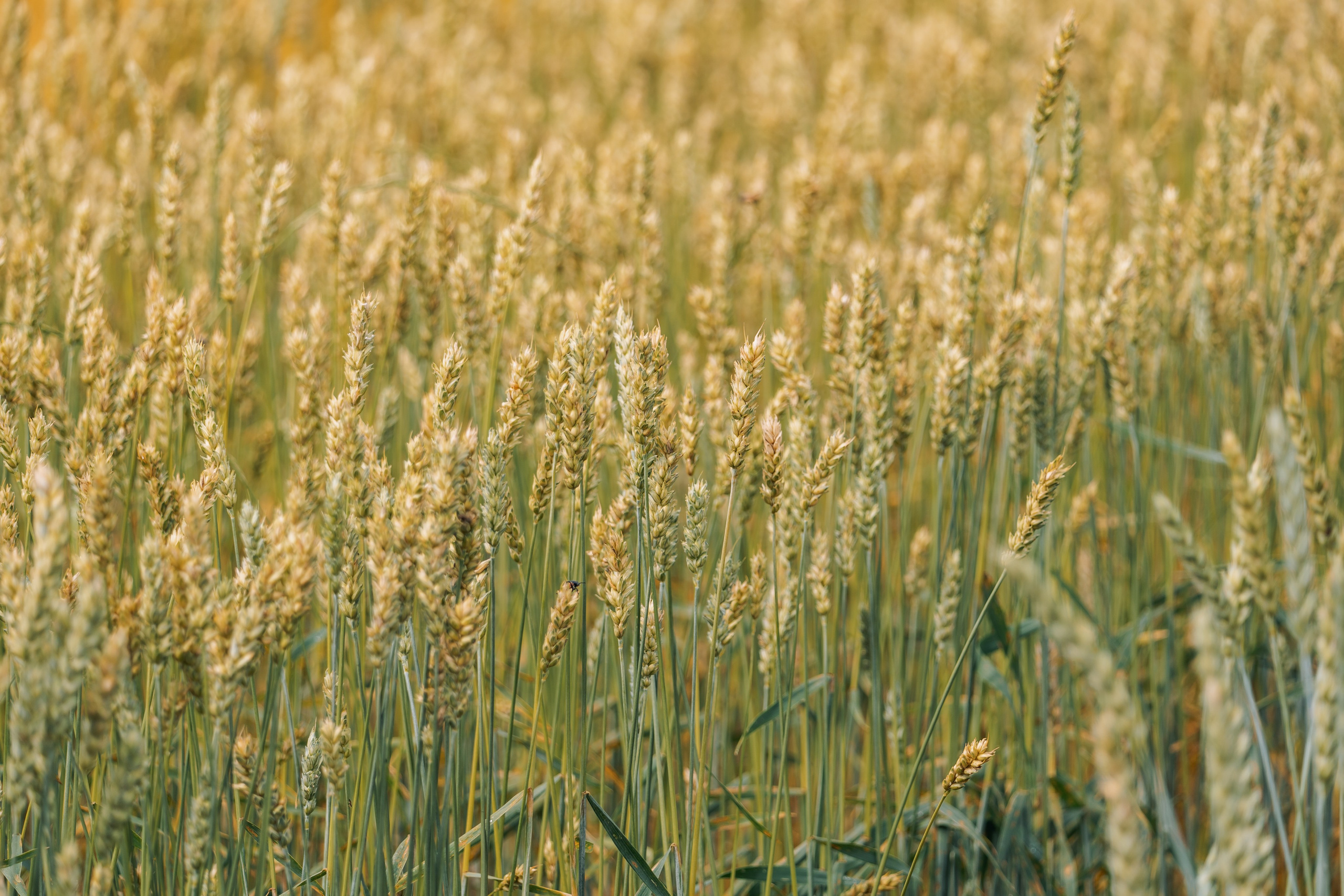 День Поля 2025. Фотограф Александр Решня