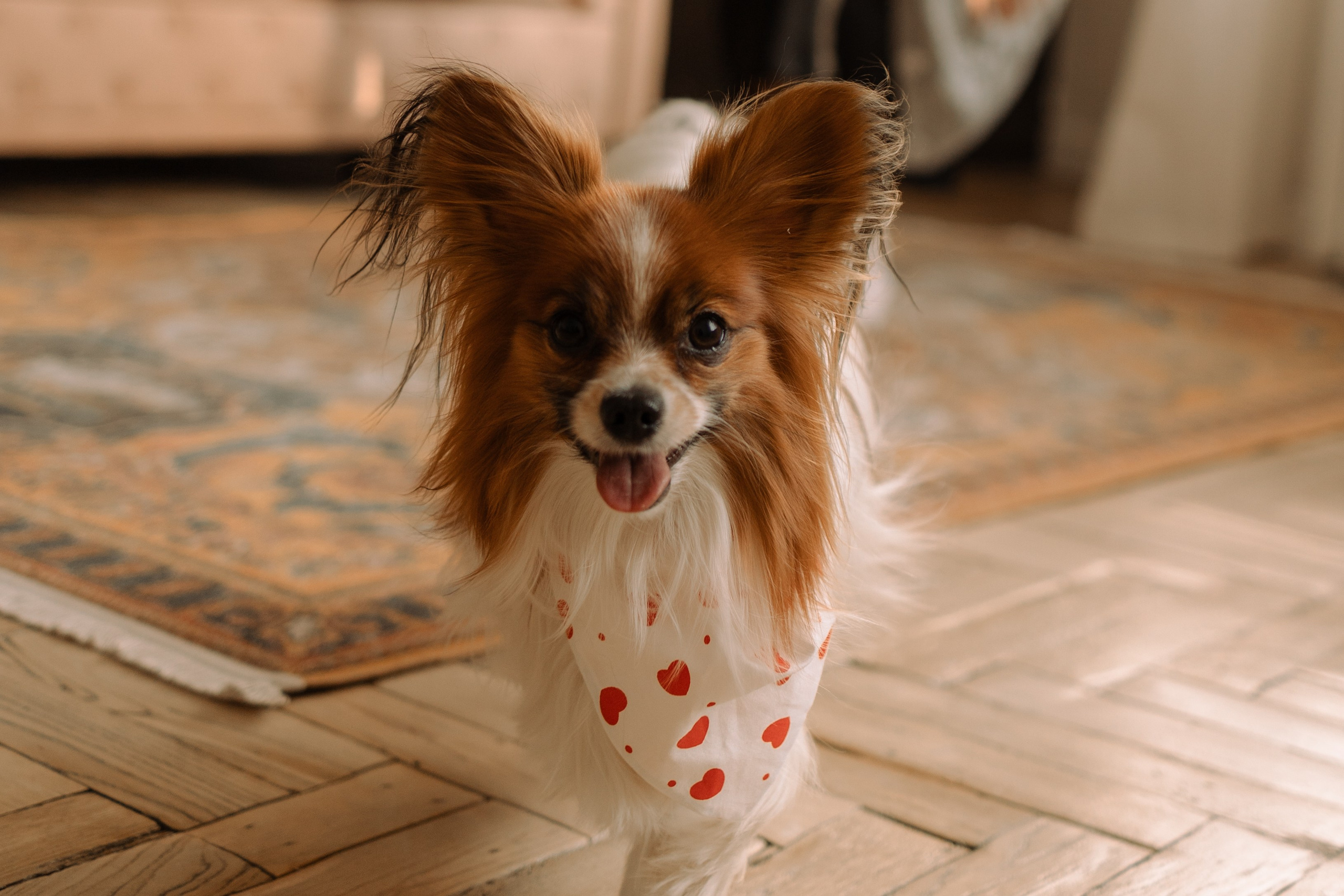 Женя и Брю. Фотограф — Анималист | Санкт-Петербург