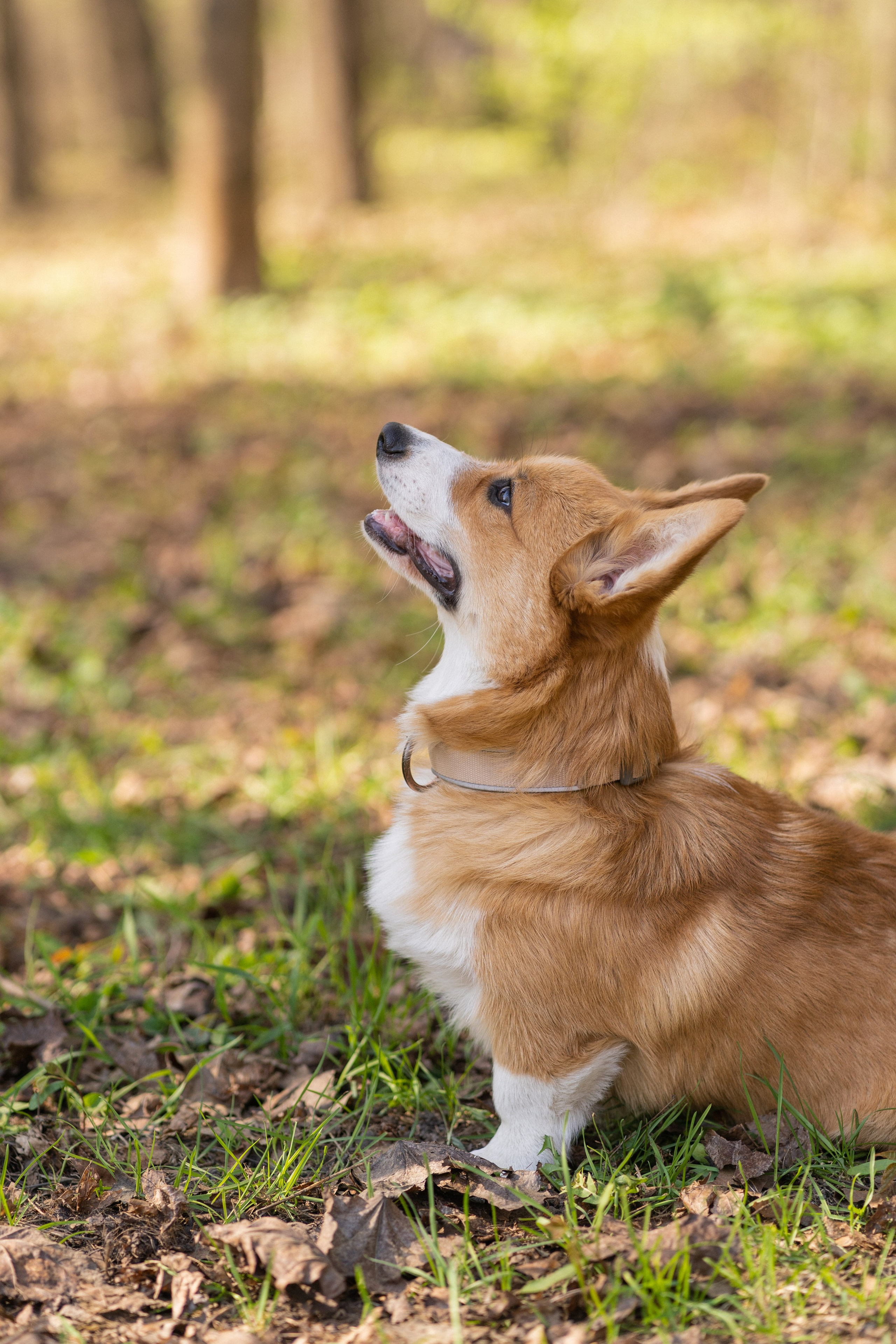 Саша, Настя, Луна. Свадебный фотограф в Москве Анна Полушина
