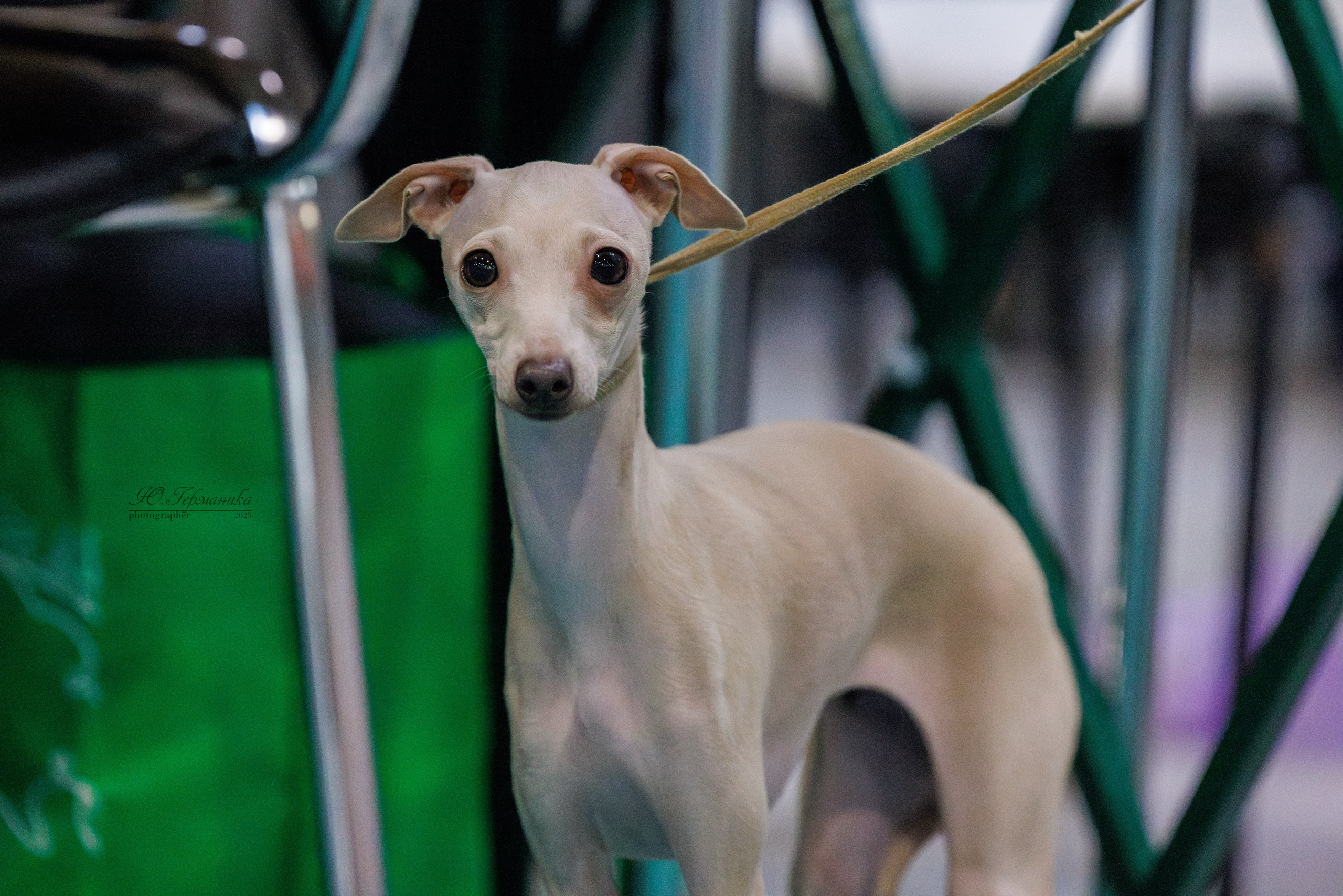 Питер ротвейлеры 18.01,Крокус 19.01.2025. Фотограф-анималист Юлия Германика