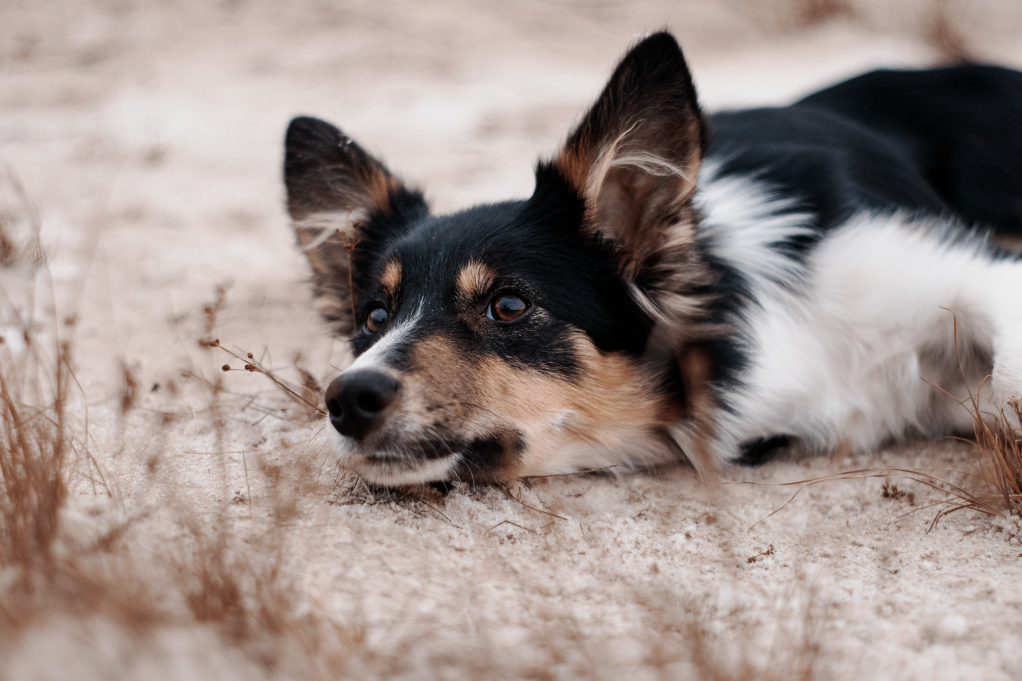 Ярослава и Ронда. Фотограф в Тюмени Лизавета Сапицкая