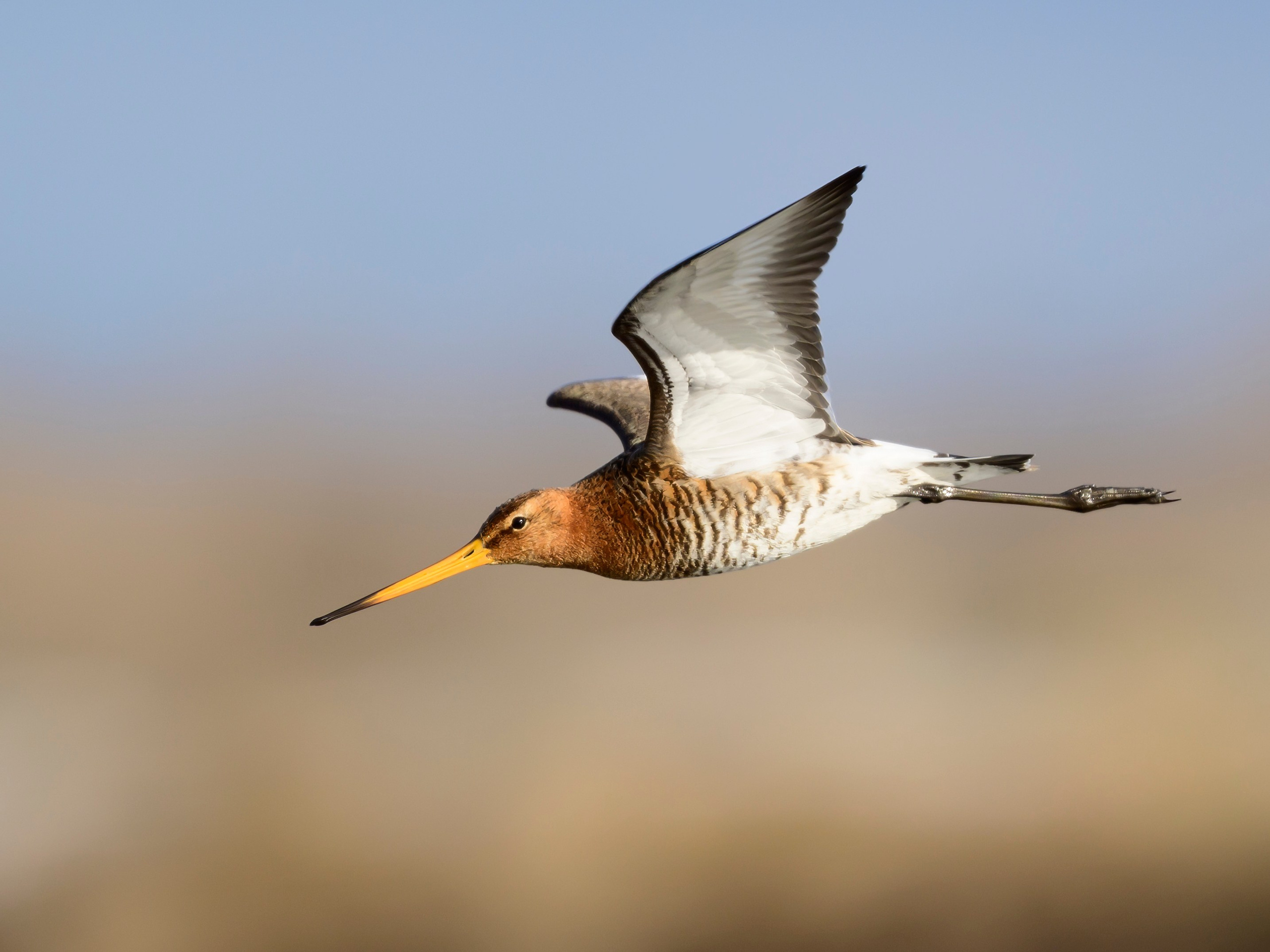 Веретенник. Фотограф Сергей Пупонин
