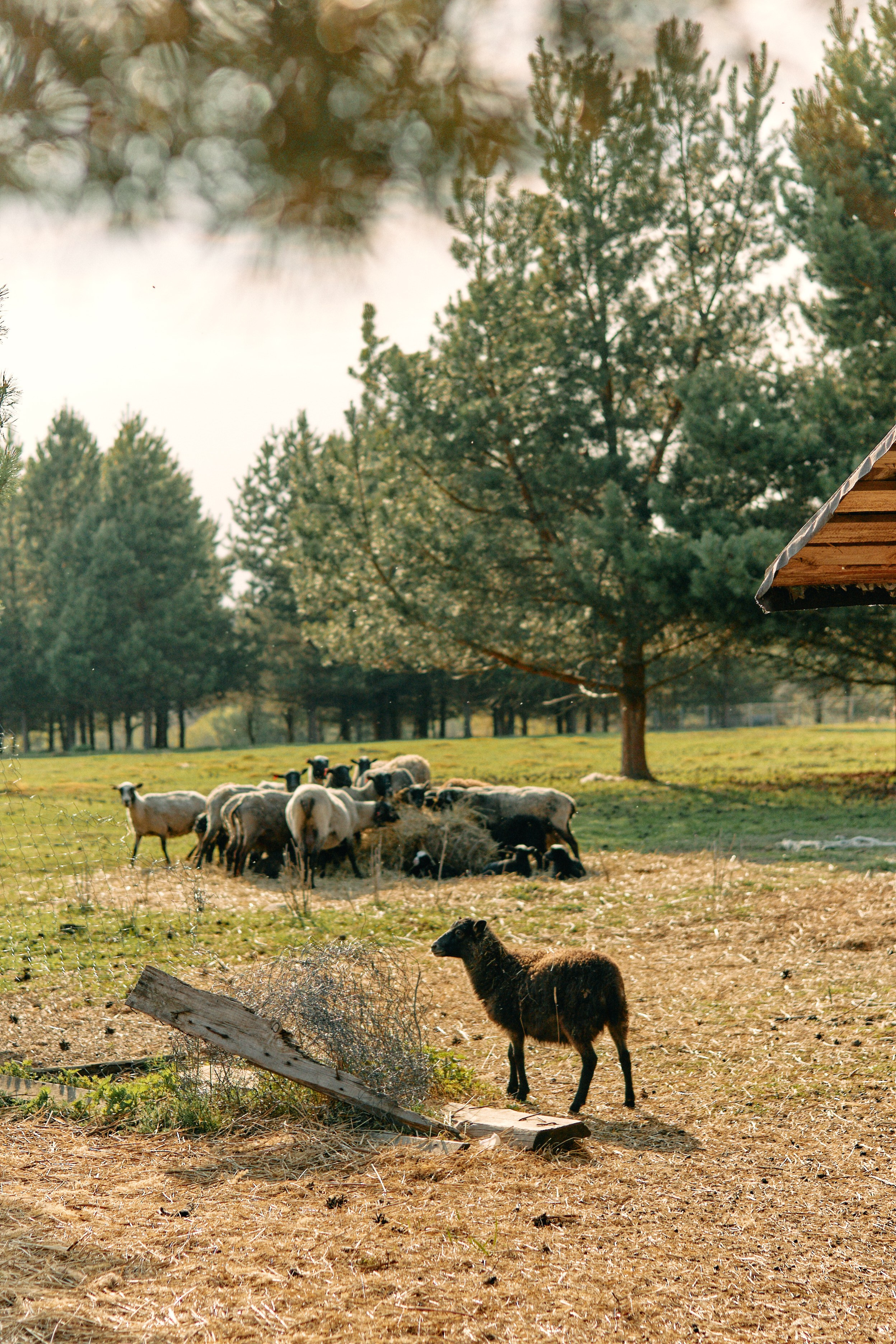 Бутик-отель Поле летом. Профессиональный Фотограф во Владимире, в Москве и в Суздале — Полина Романычева