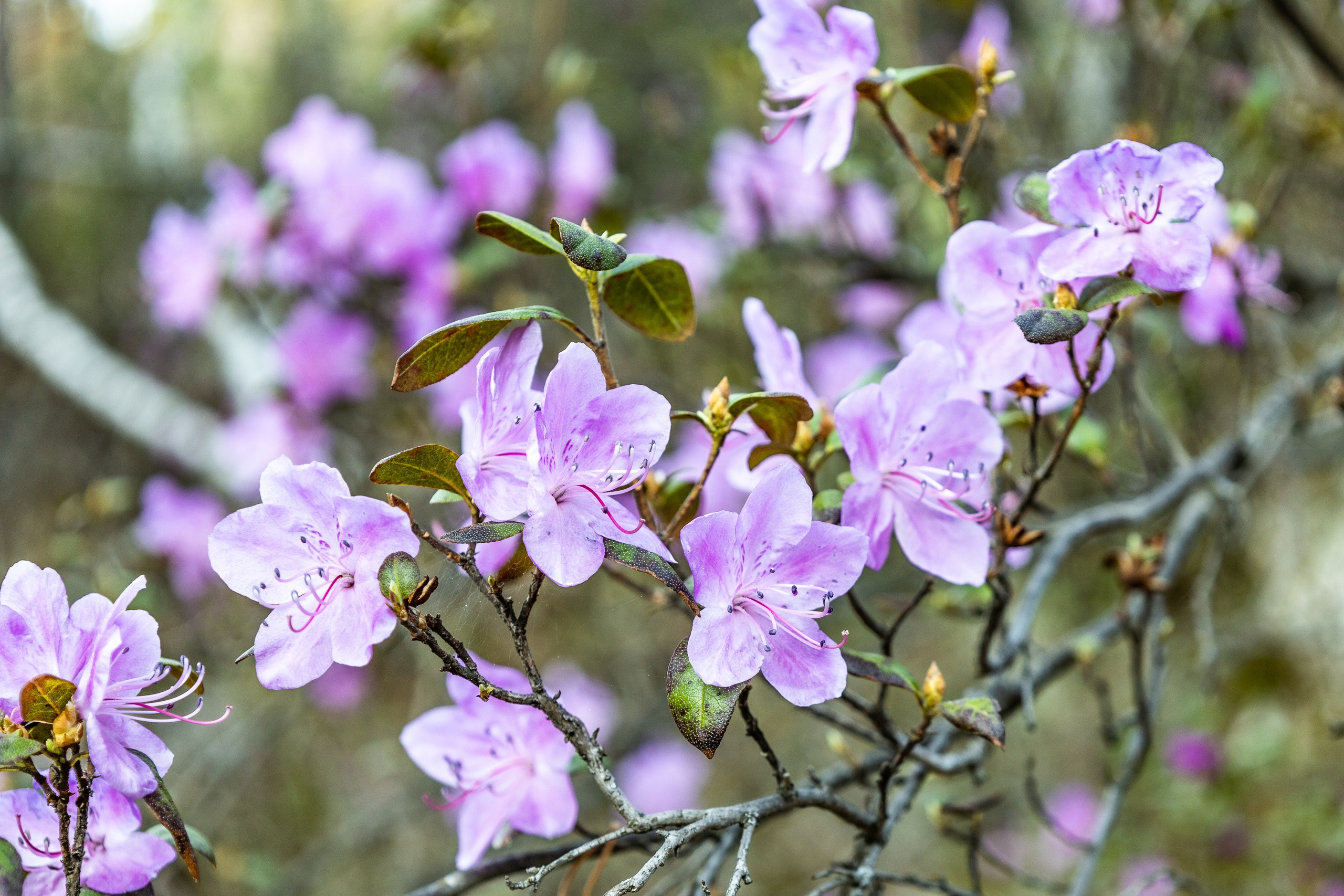 Майские в горах 2023. Gennady Travel