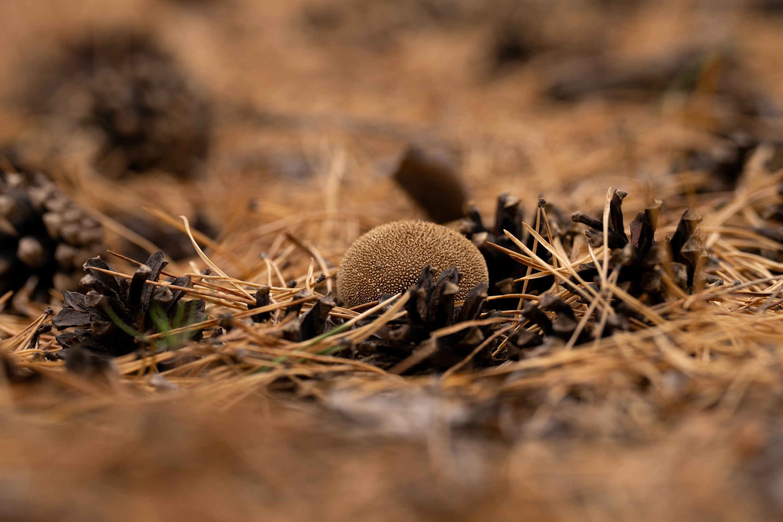 Крупный план + Арт. Daria wanderer photography