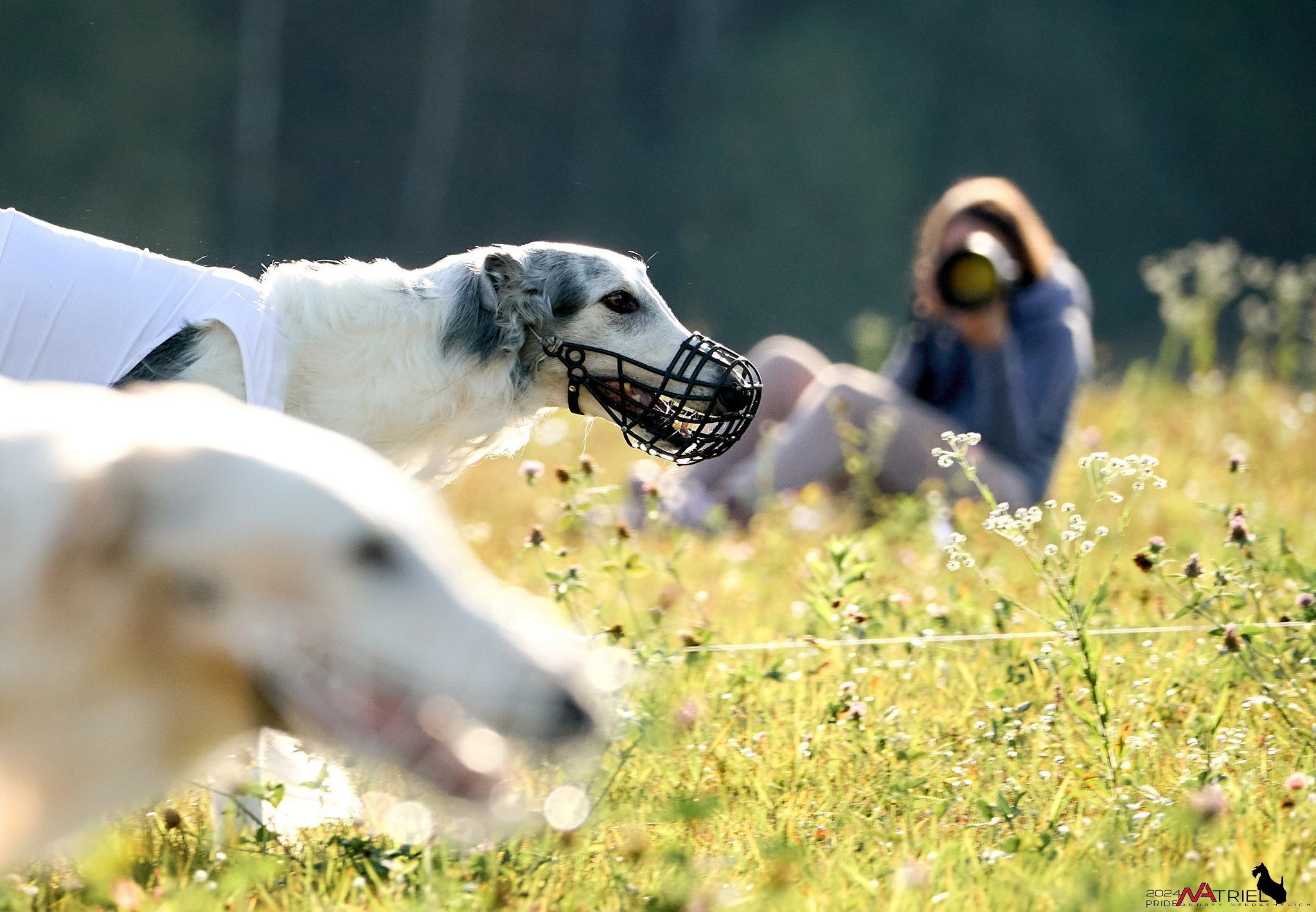Курсинг в Иволге