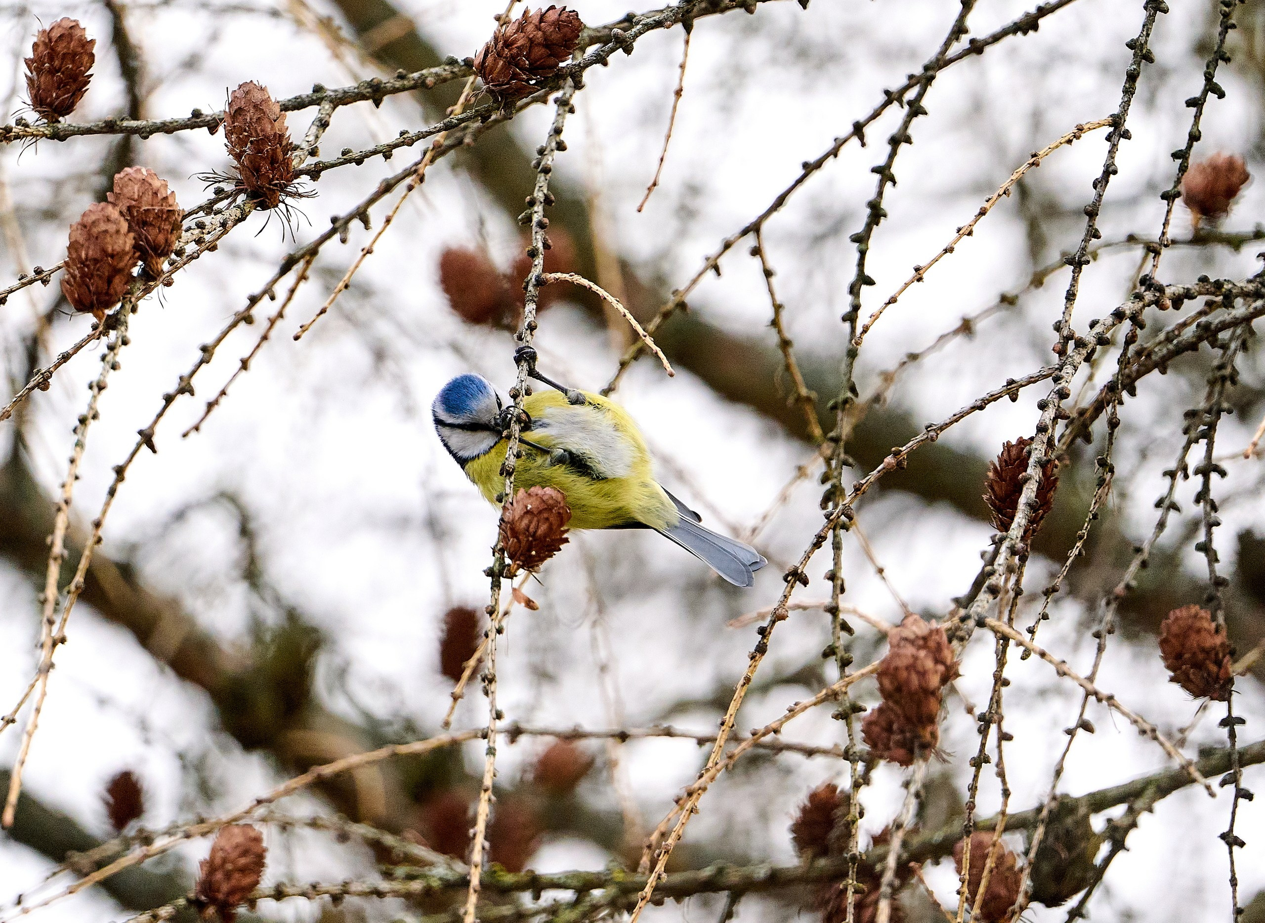 Фото птиц — галерея NATRIEL