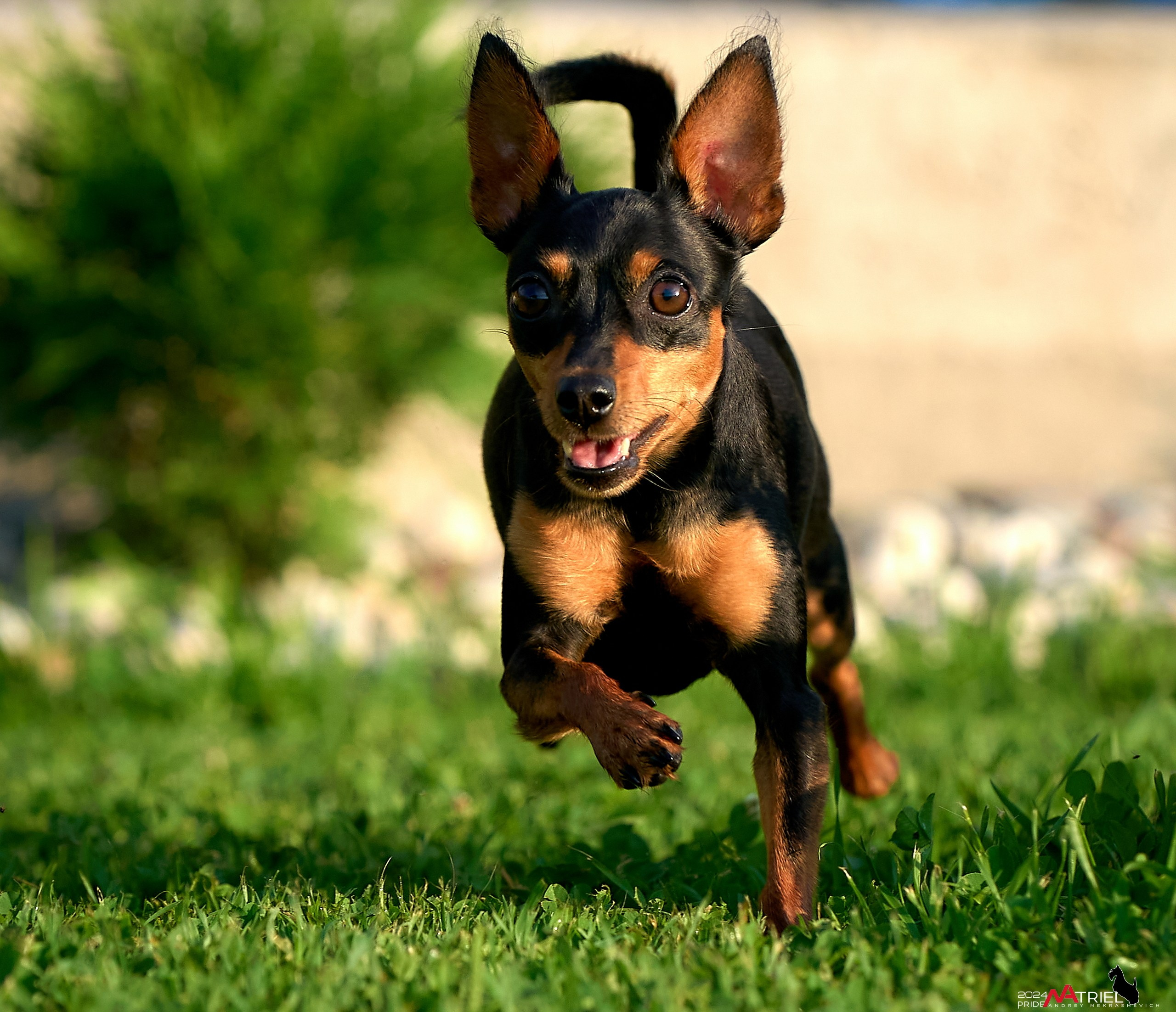 Фотопрогулка с крысариками