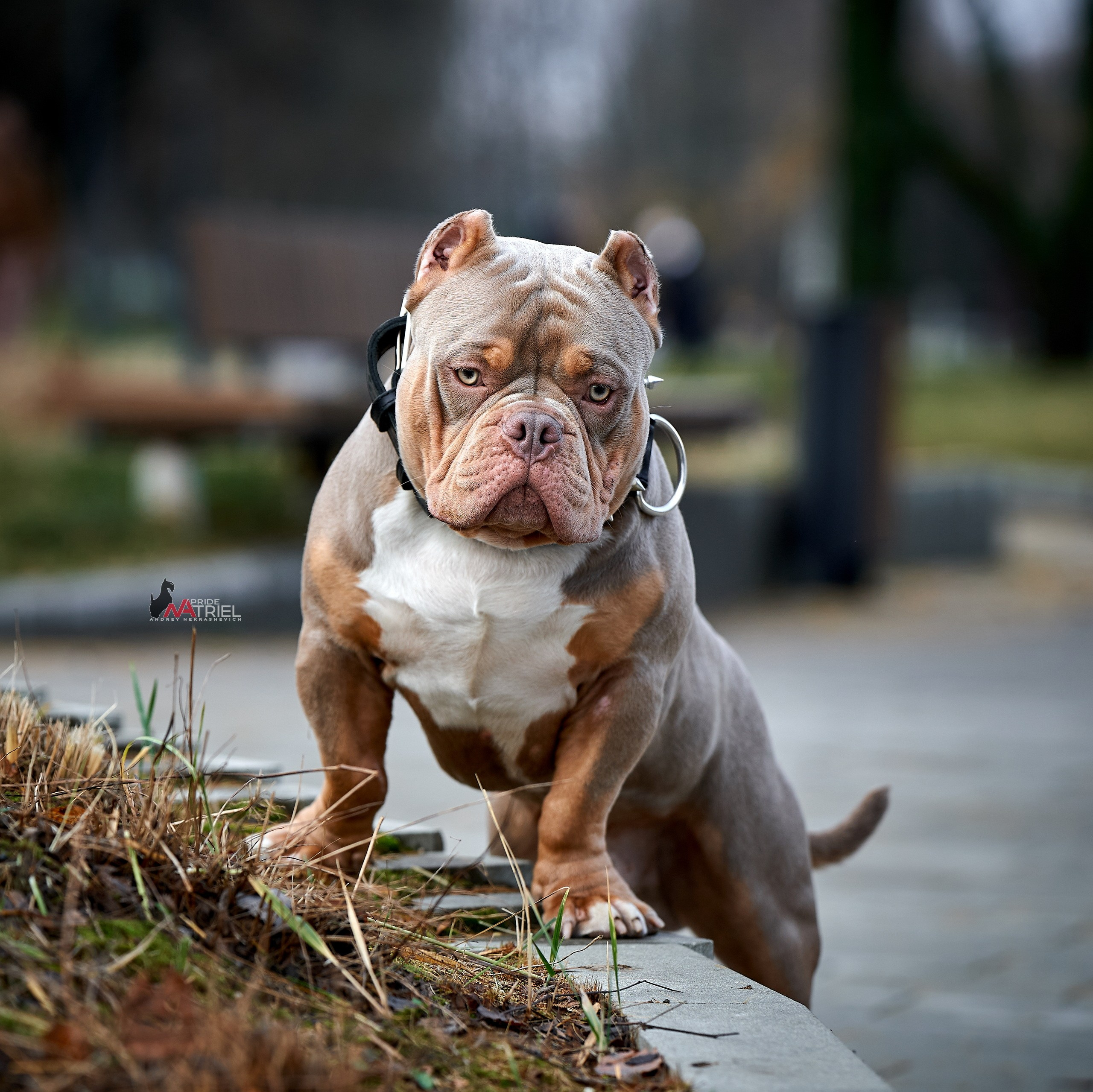 Портреты собак — галерея NATRIEL