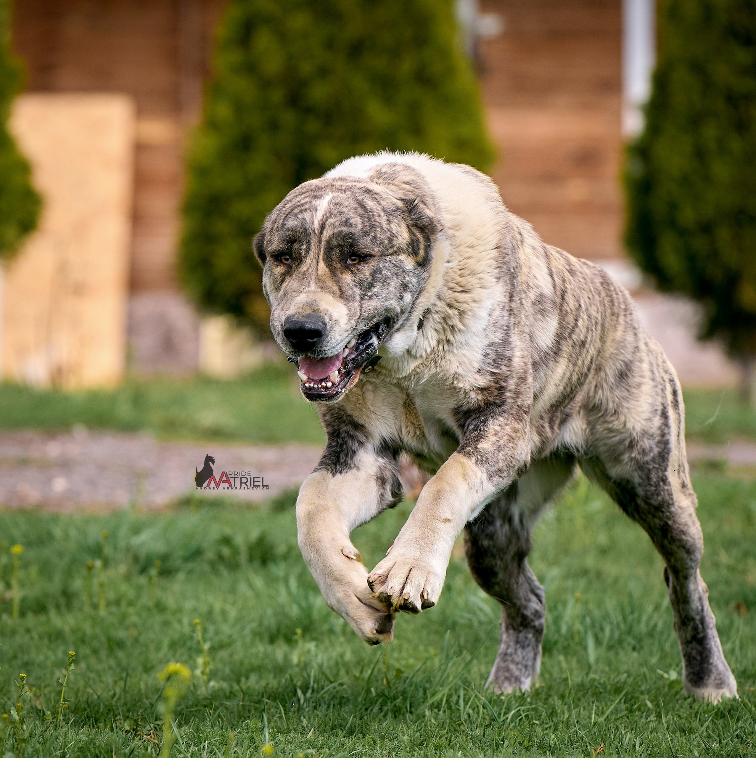 Среднеазиаты — щенки и взрослые