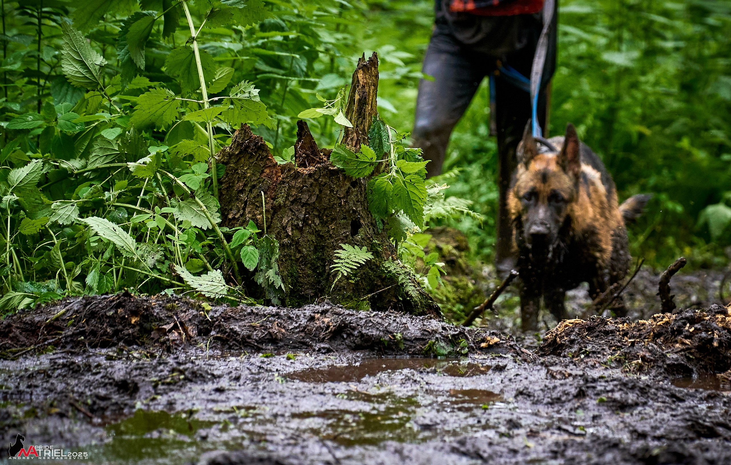 Russian Extreme Dog Trail — 2025