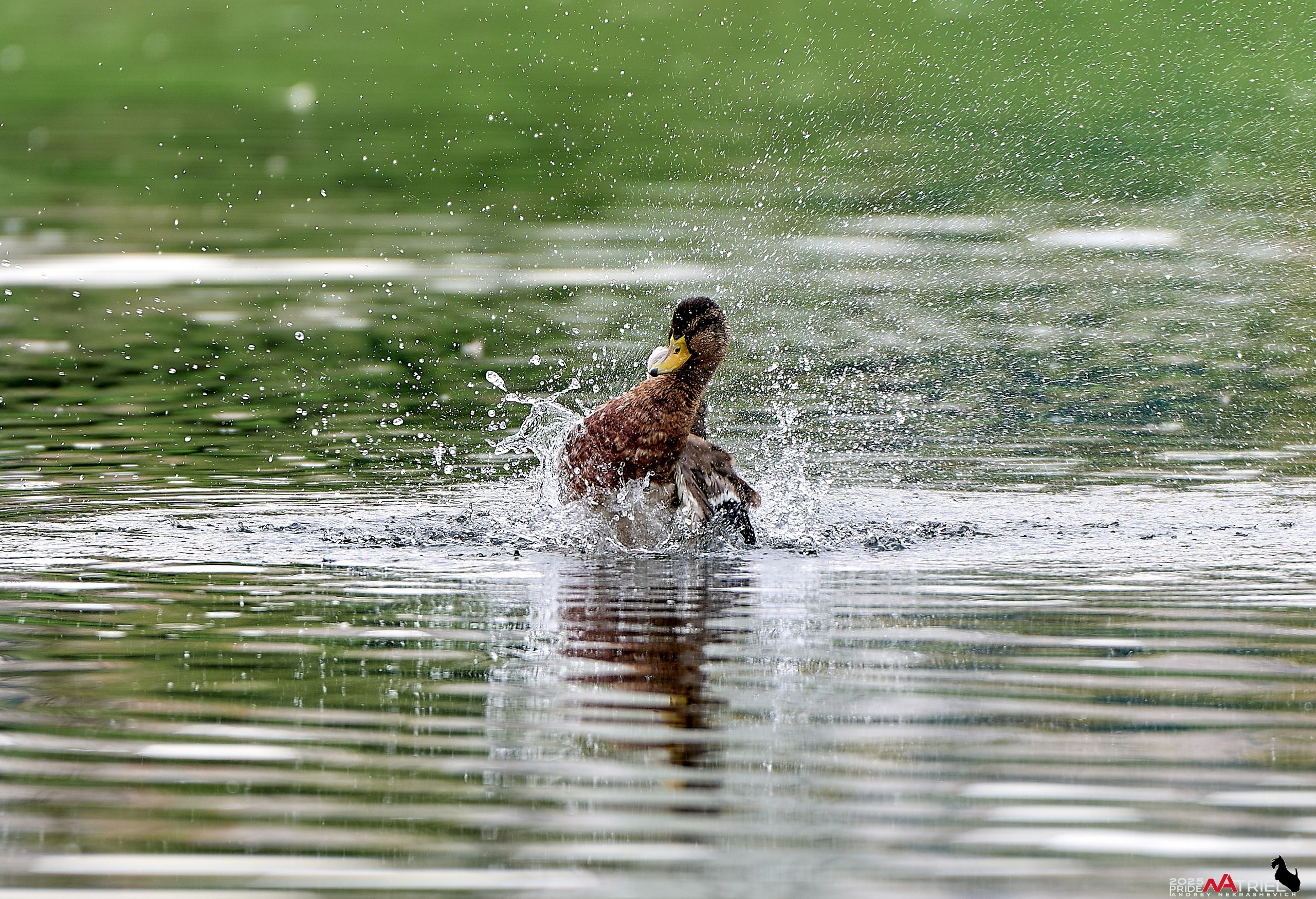 Утки на пруду