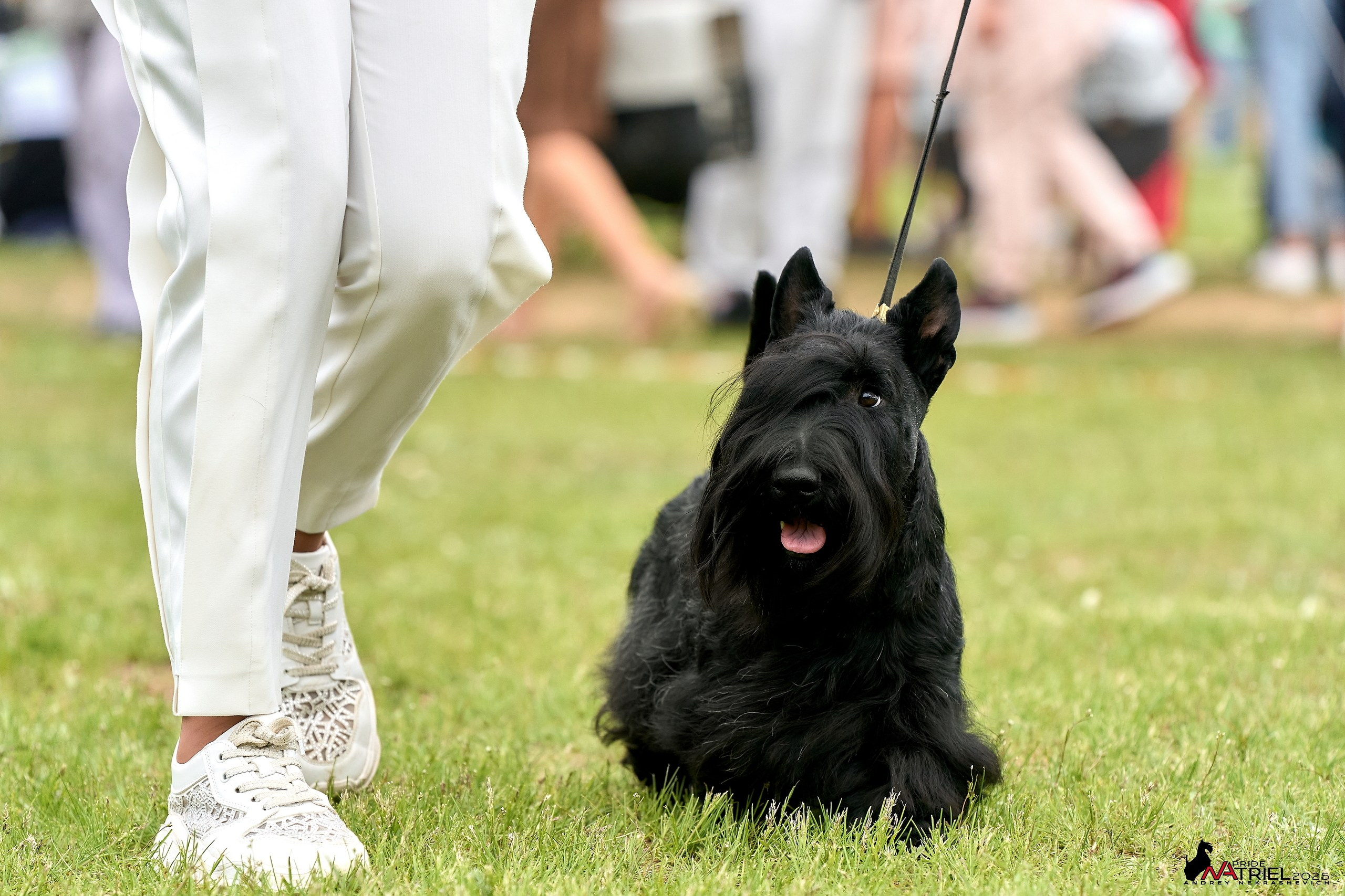 Выставка собак Суздаль-Владимир
