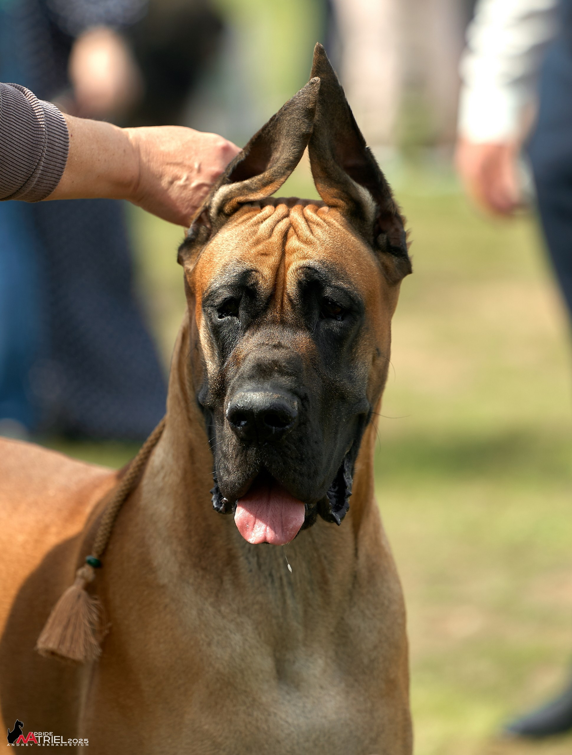 Выставка собак Суздаль-Владимир