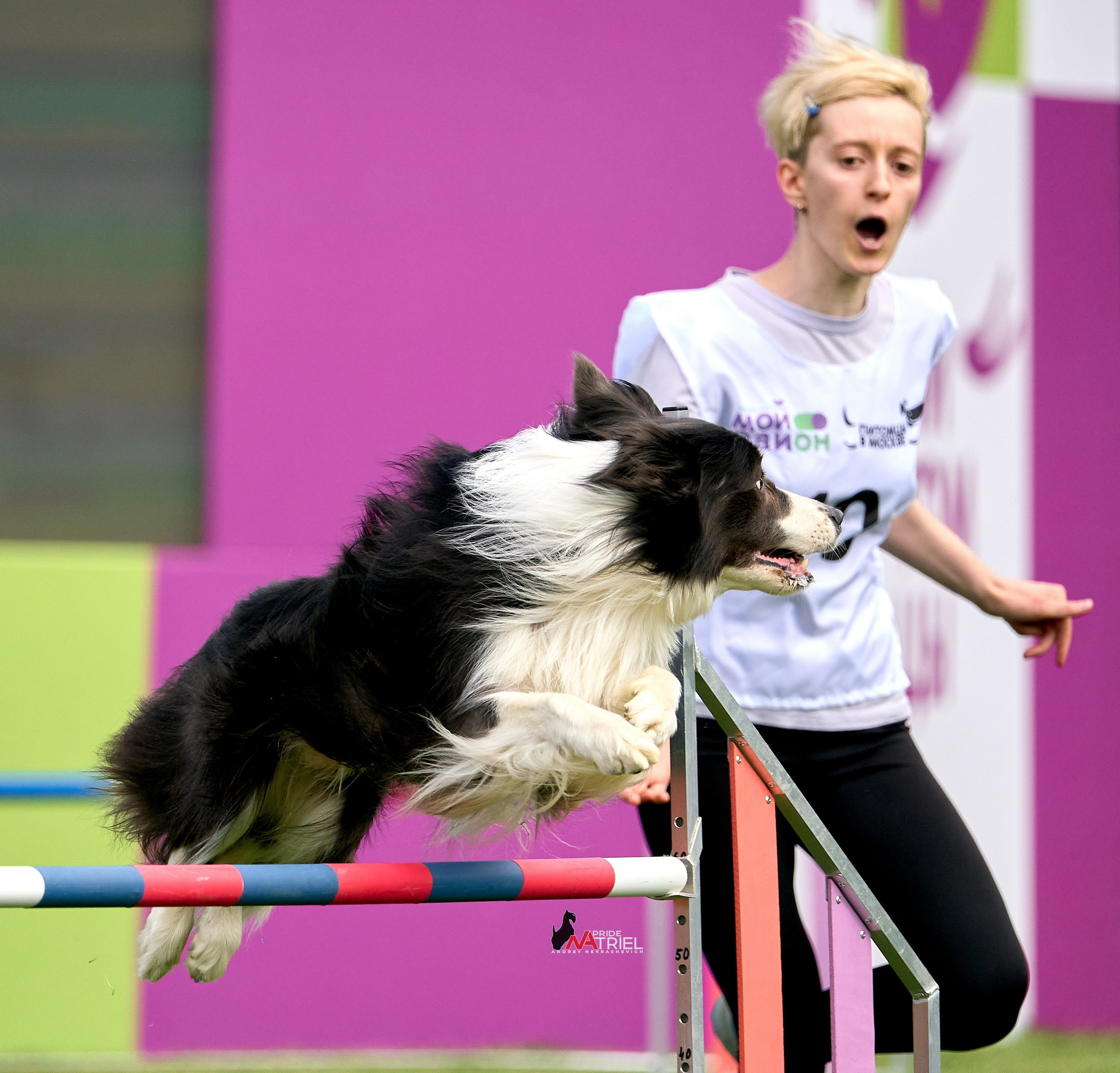 Аджилити — галерея NATRIEL