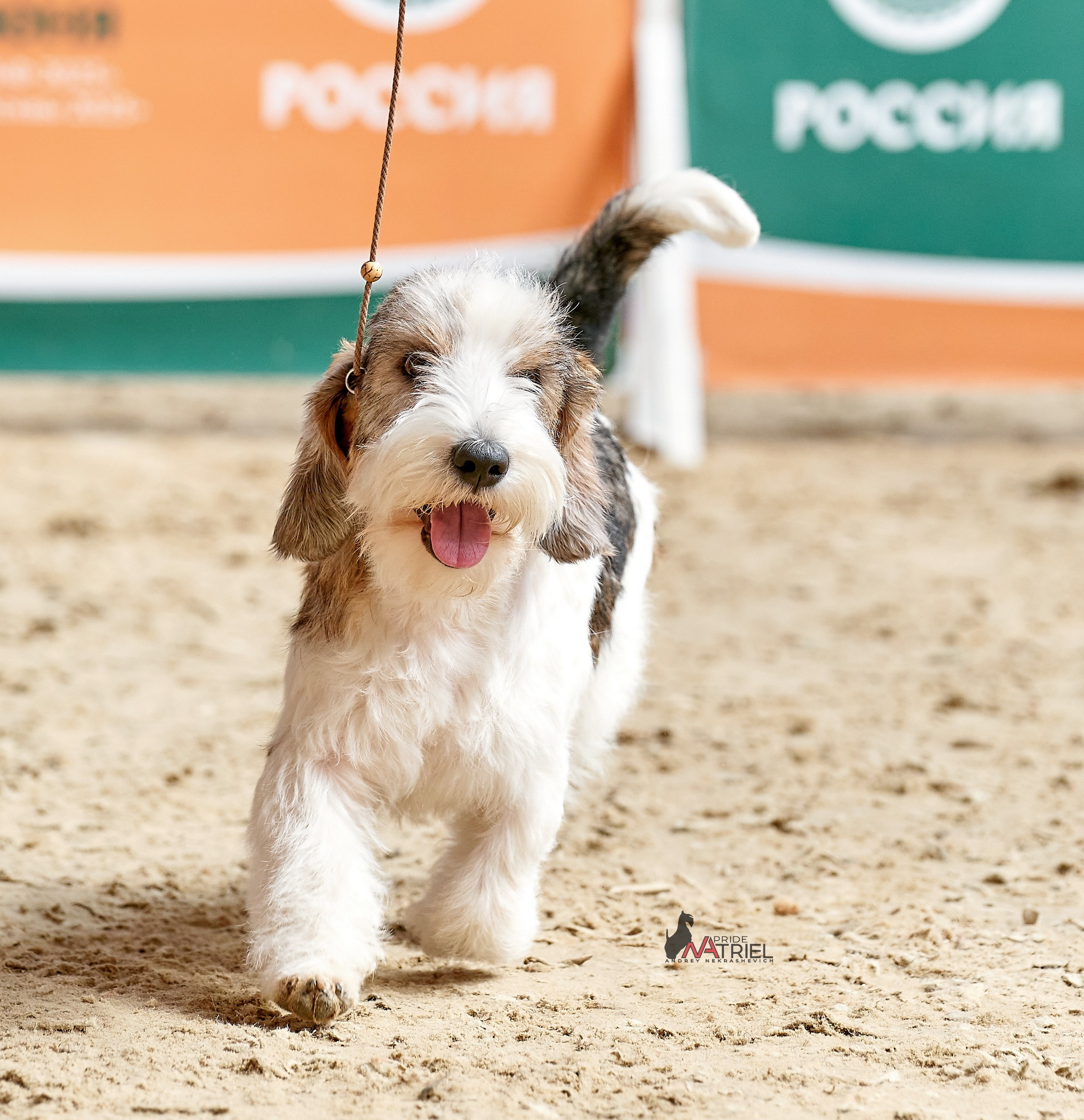 Работа в рингах — галерея NATRIEL