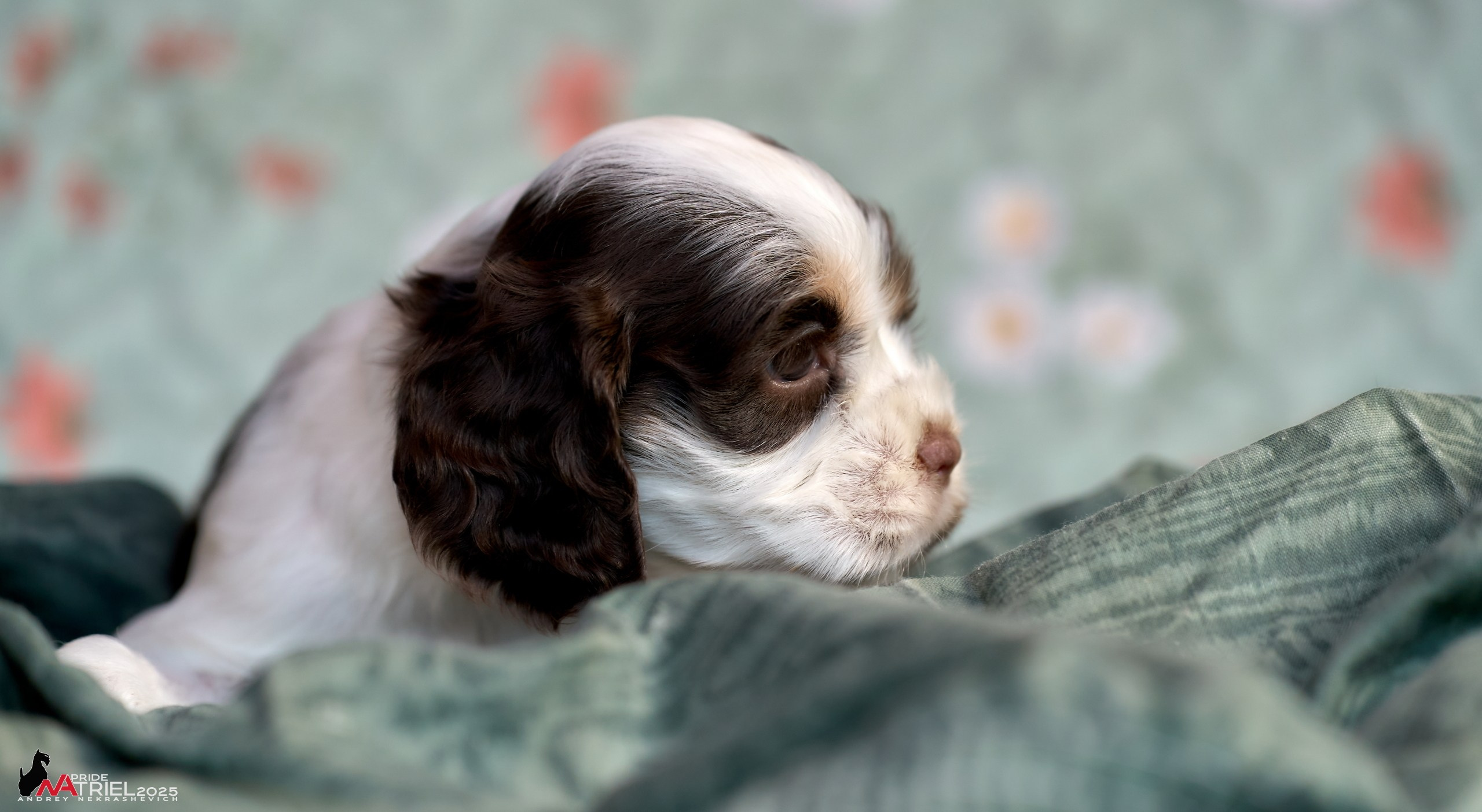 Щенки АмКокеров