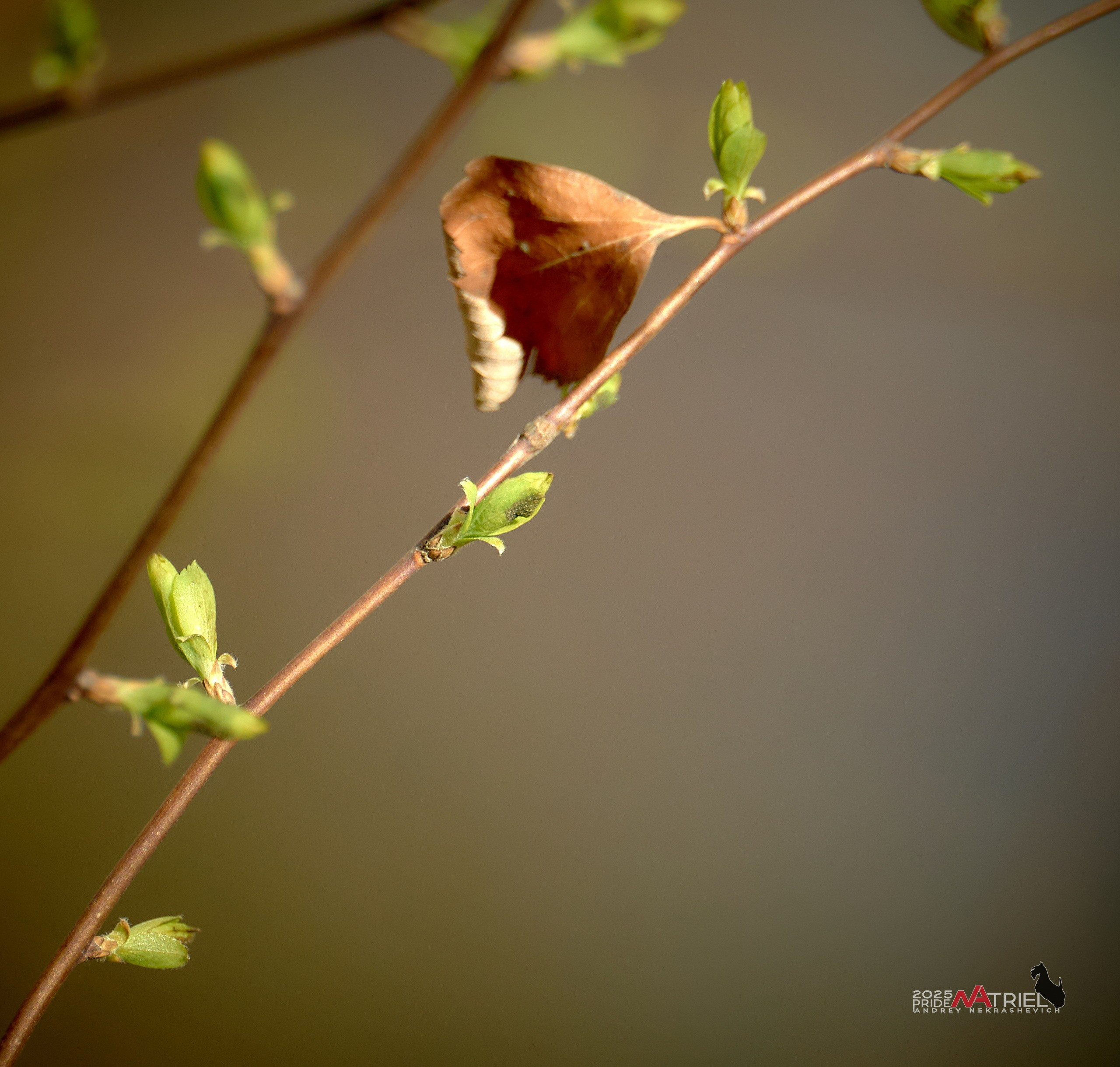 Природа в апреле