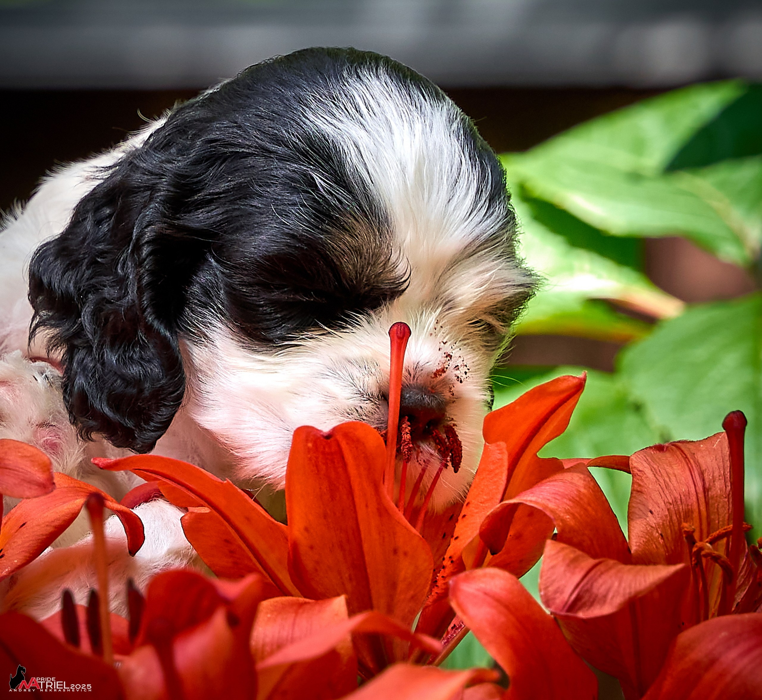 Щенки АмКокеров