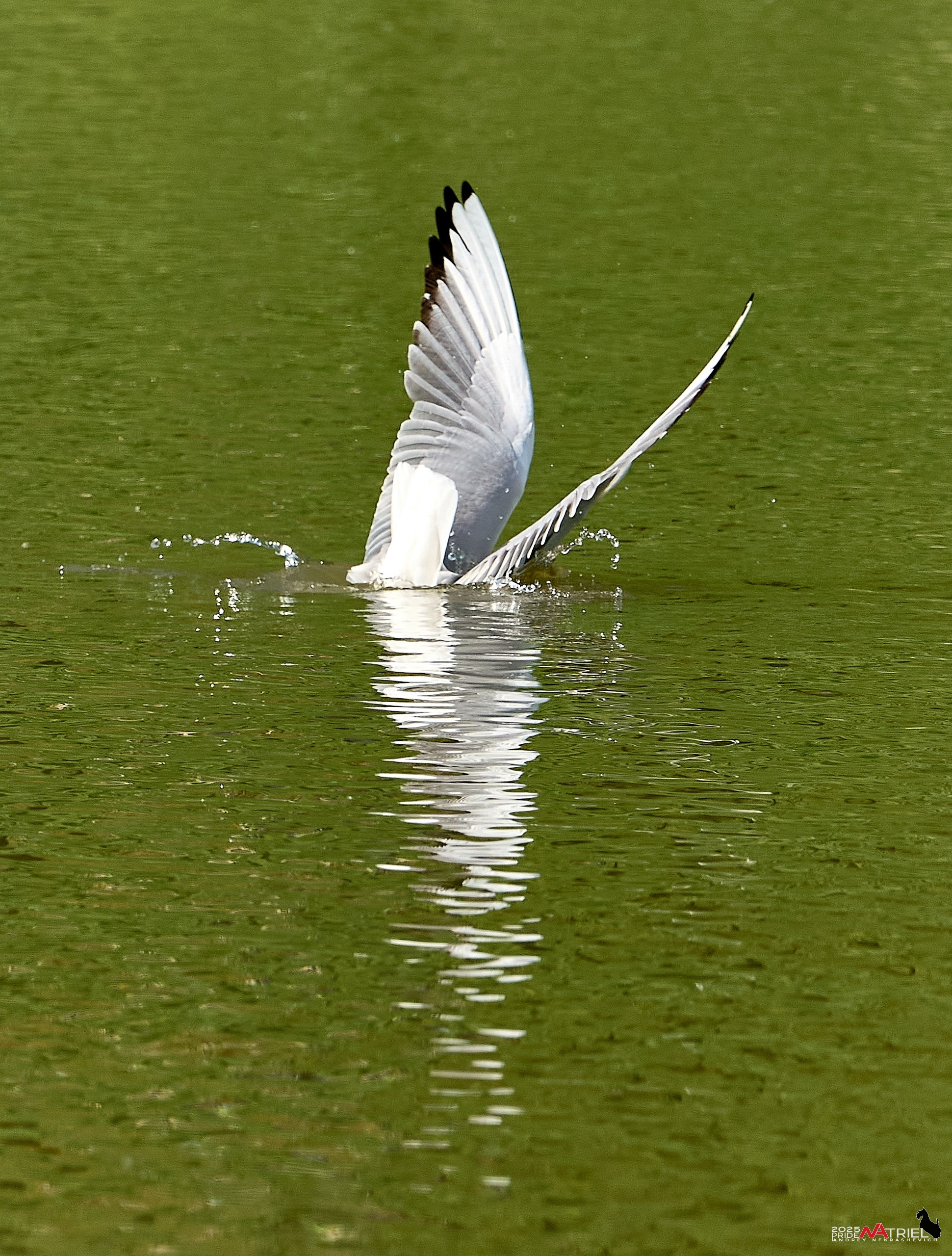Птички и цветочки