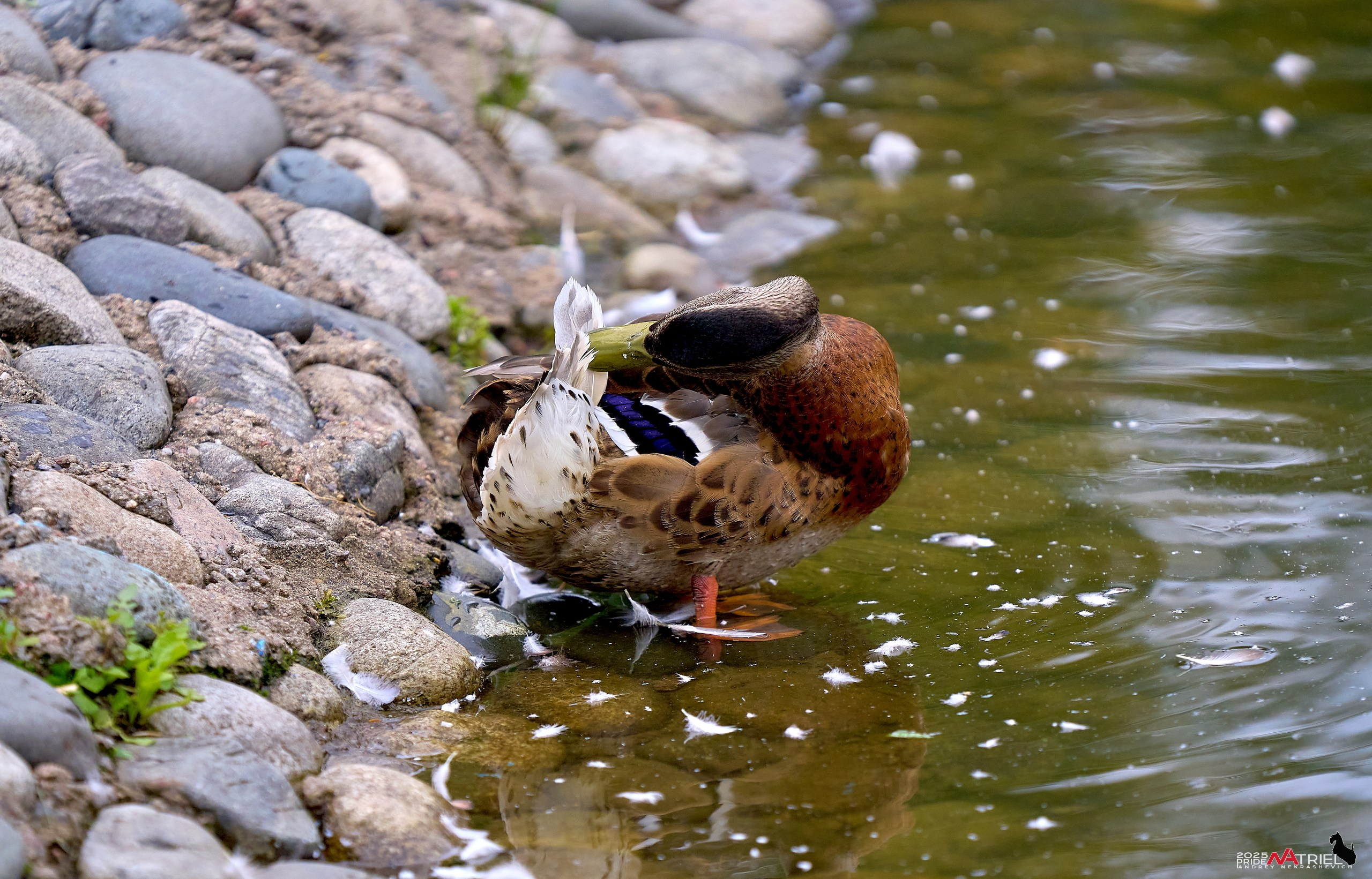 Съемка в парке на воде