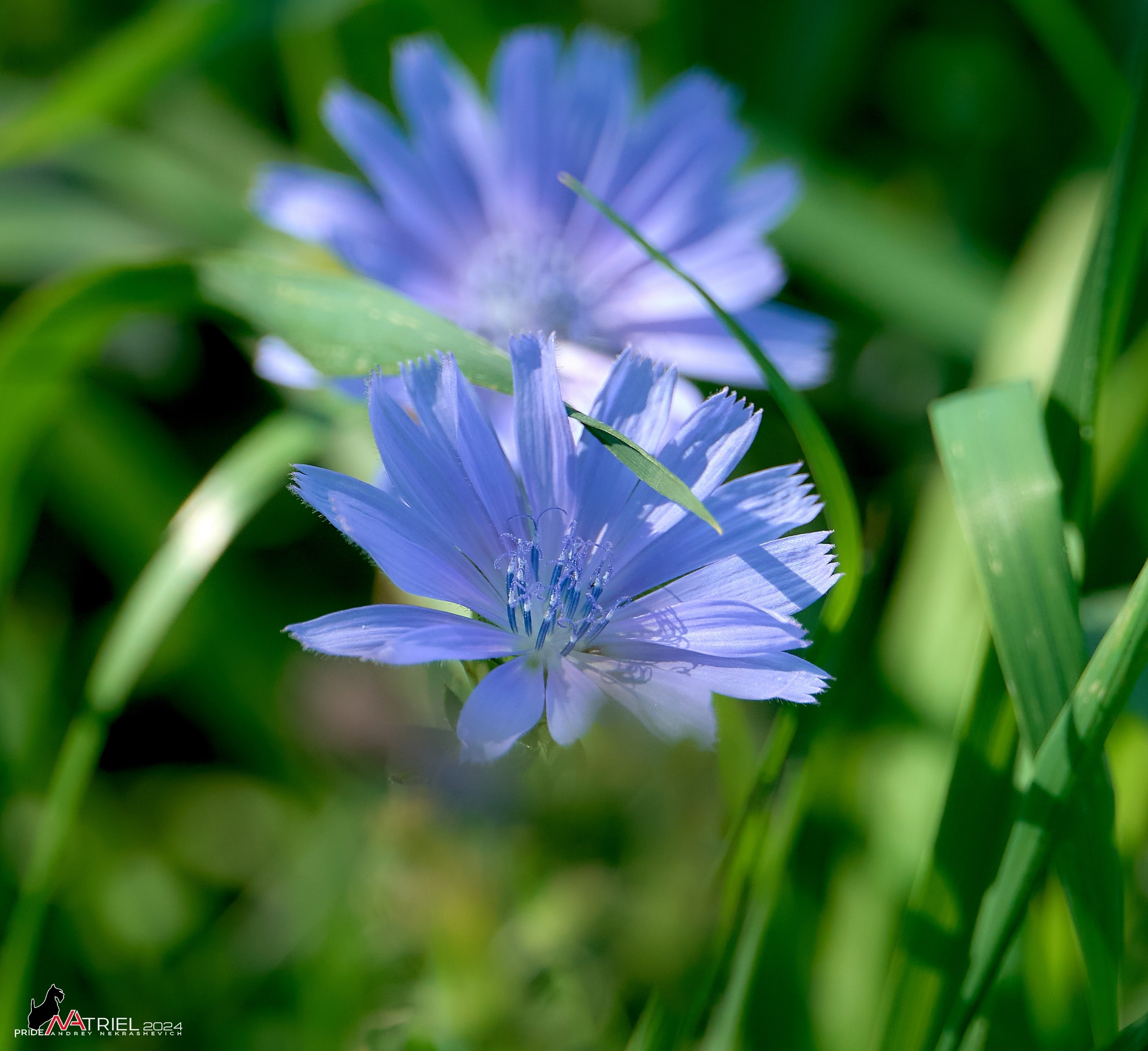 Съемка природы, макро