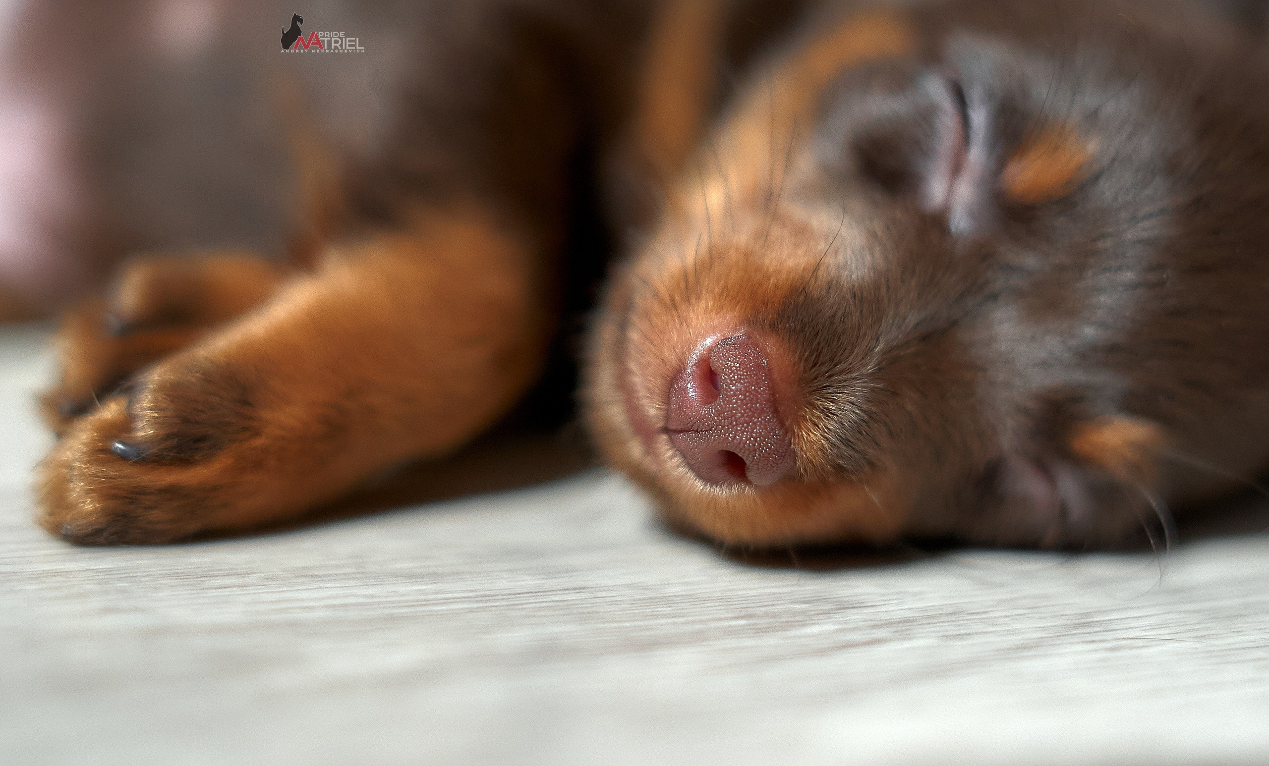 Щенки дома — галерея NATRIEL