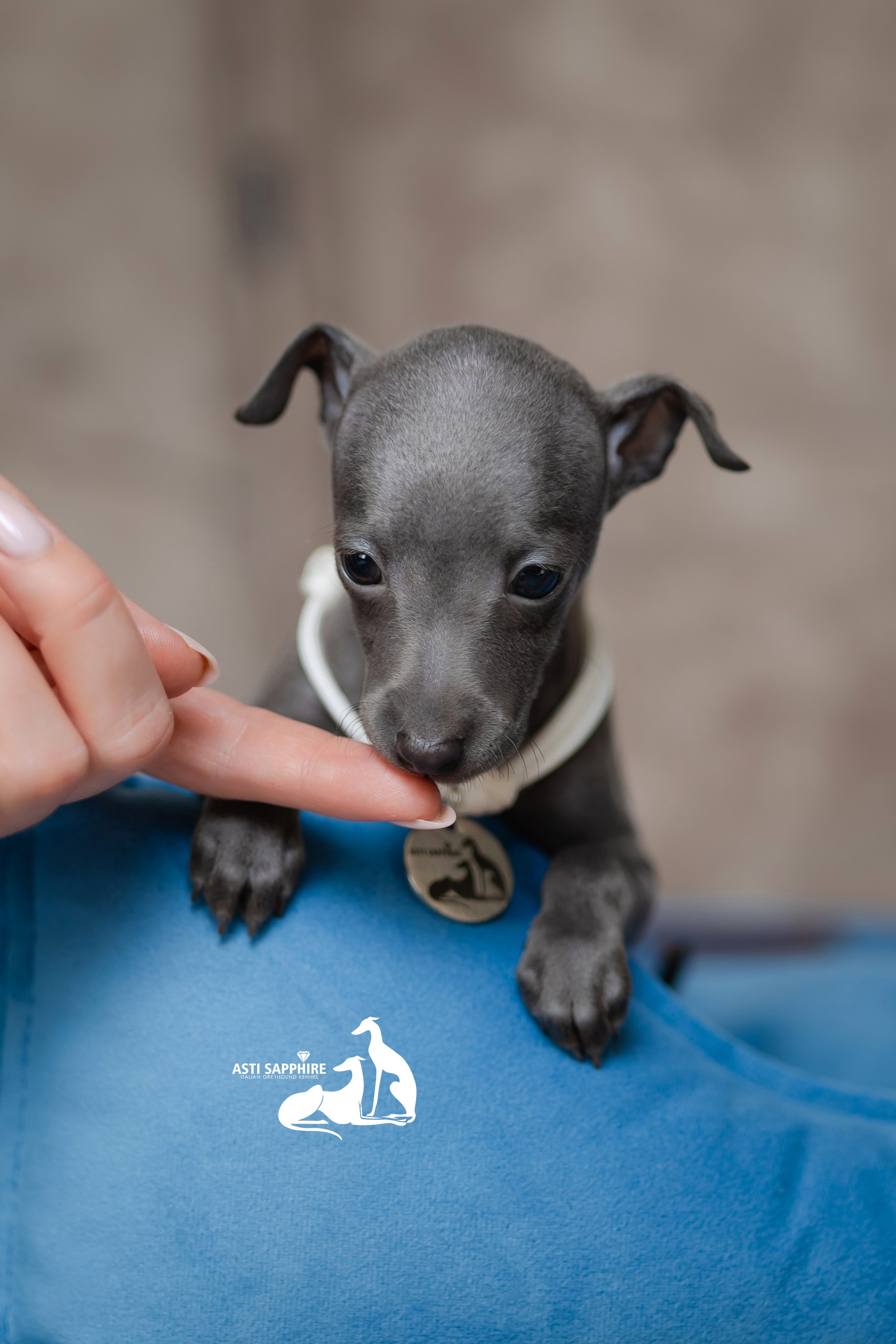 Весенние крошки. Professional Italian Greyhound Kennel RKF/FCI ASTI SAPPHIRE 💎 Sochi|St. Petersburg