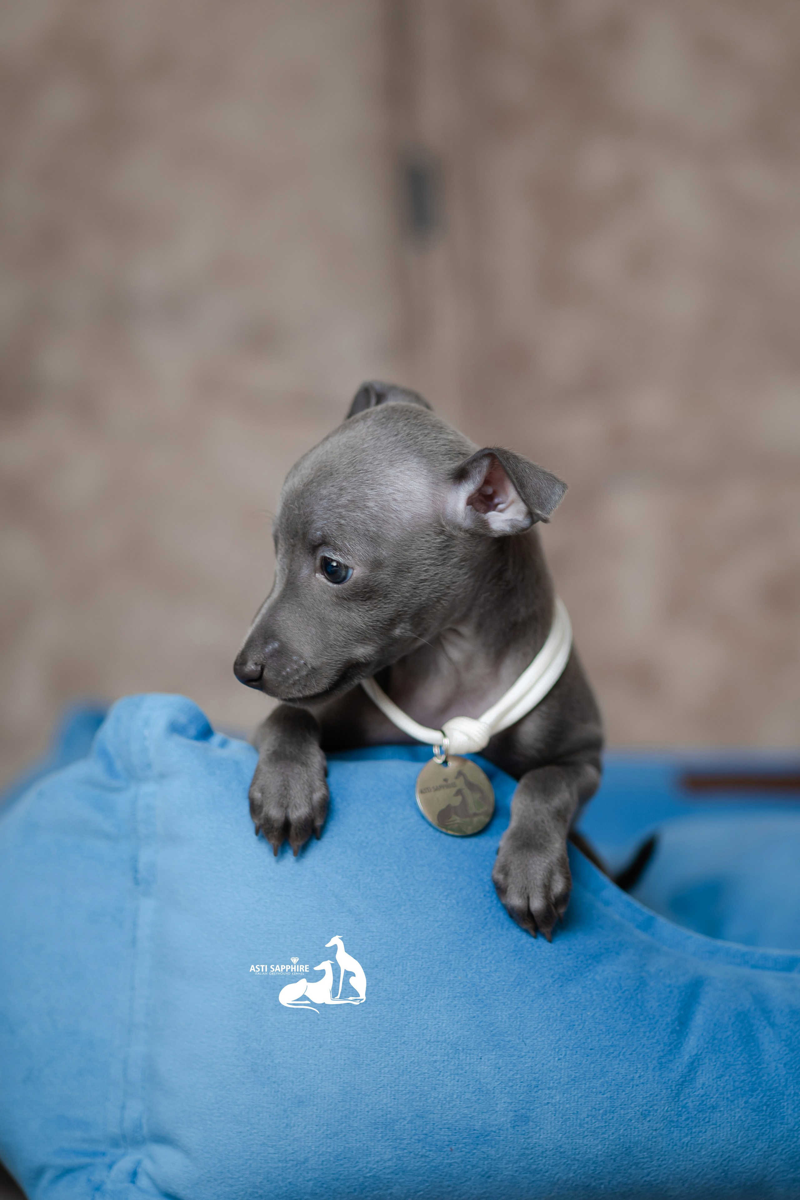 Весенние крошки. Professional Italian Greyhound Kennel RKF/FCI ASTI SAPPHIRE 💎 Sochi|St. Petersburg