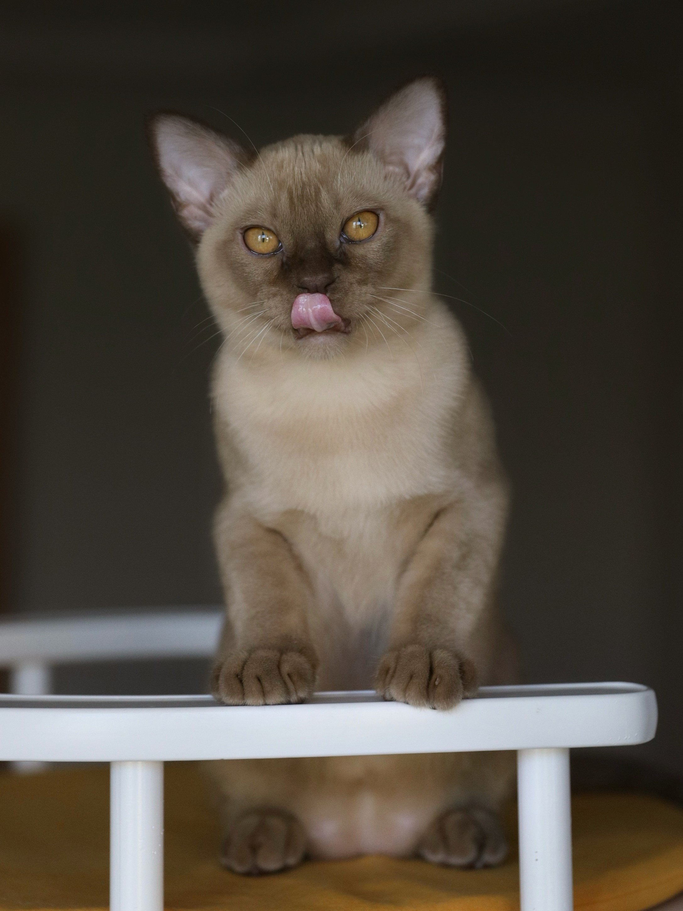 Caesar. Питомник «Bouncy Life»