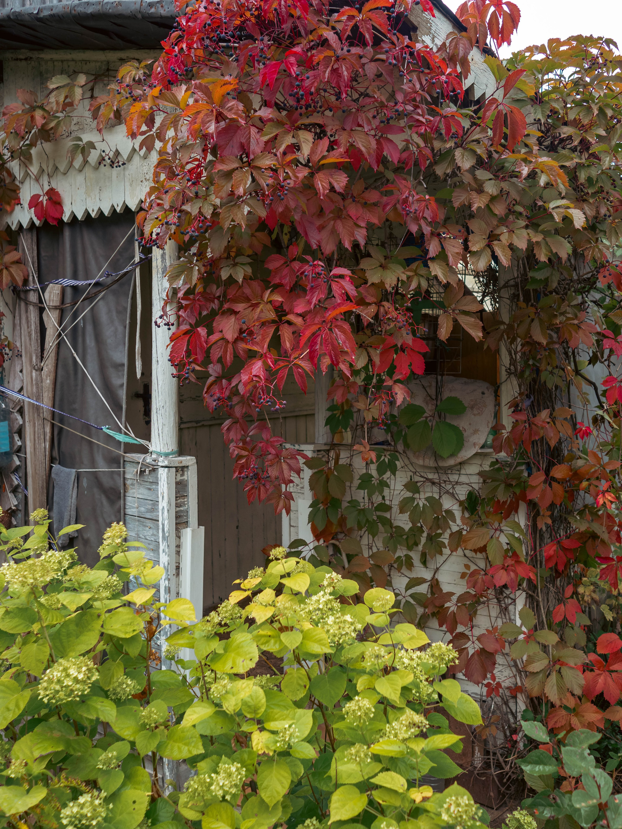 20230916 Дача. Дмитрий Ремизов. Фотография, как хобби