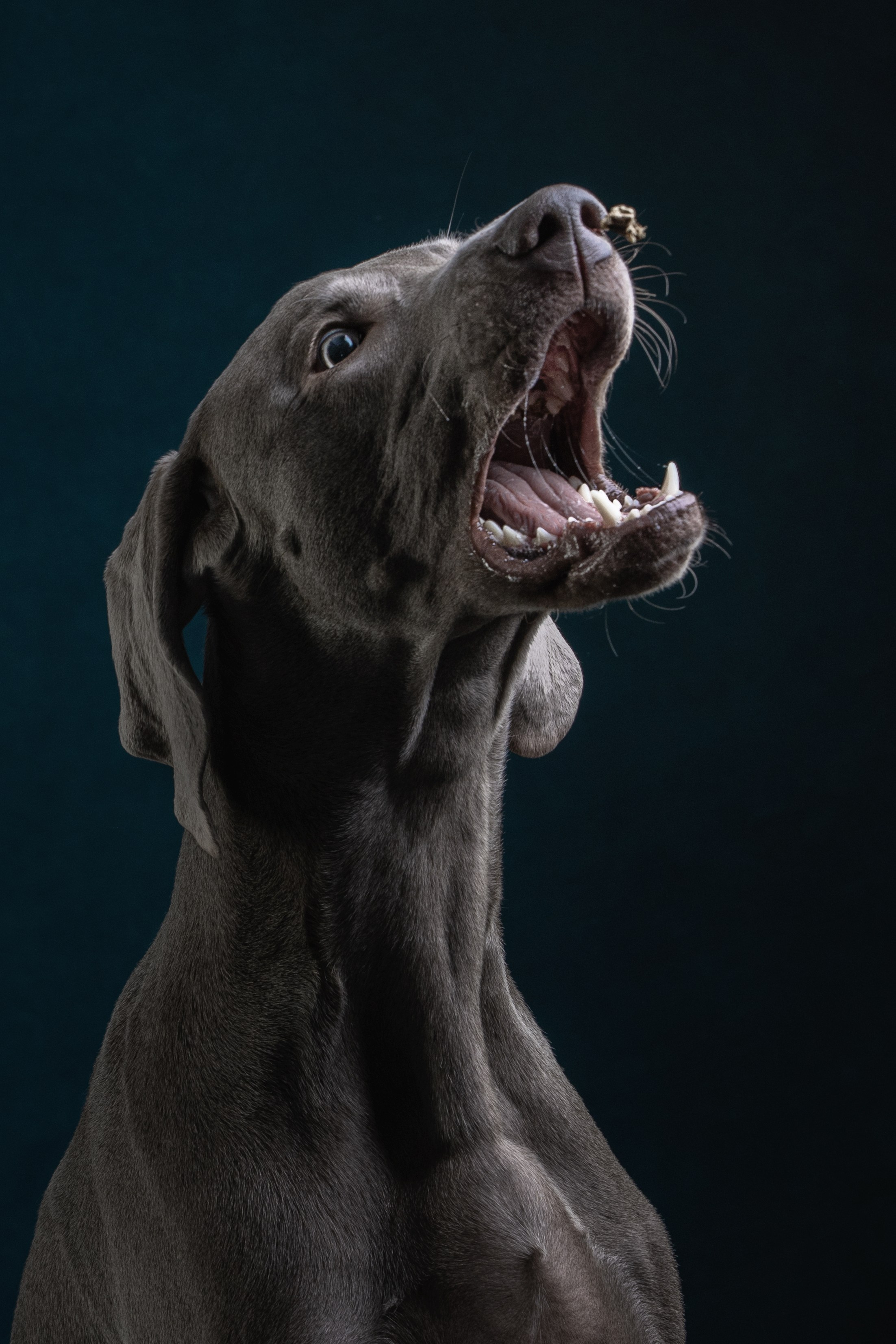 Студийная съемка веймаранера. Фотограф-анималист Юлия Зубкова