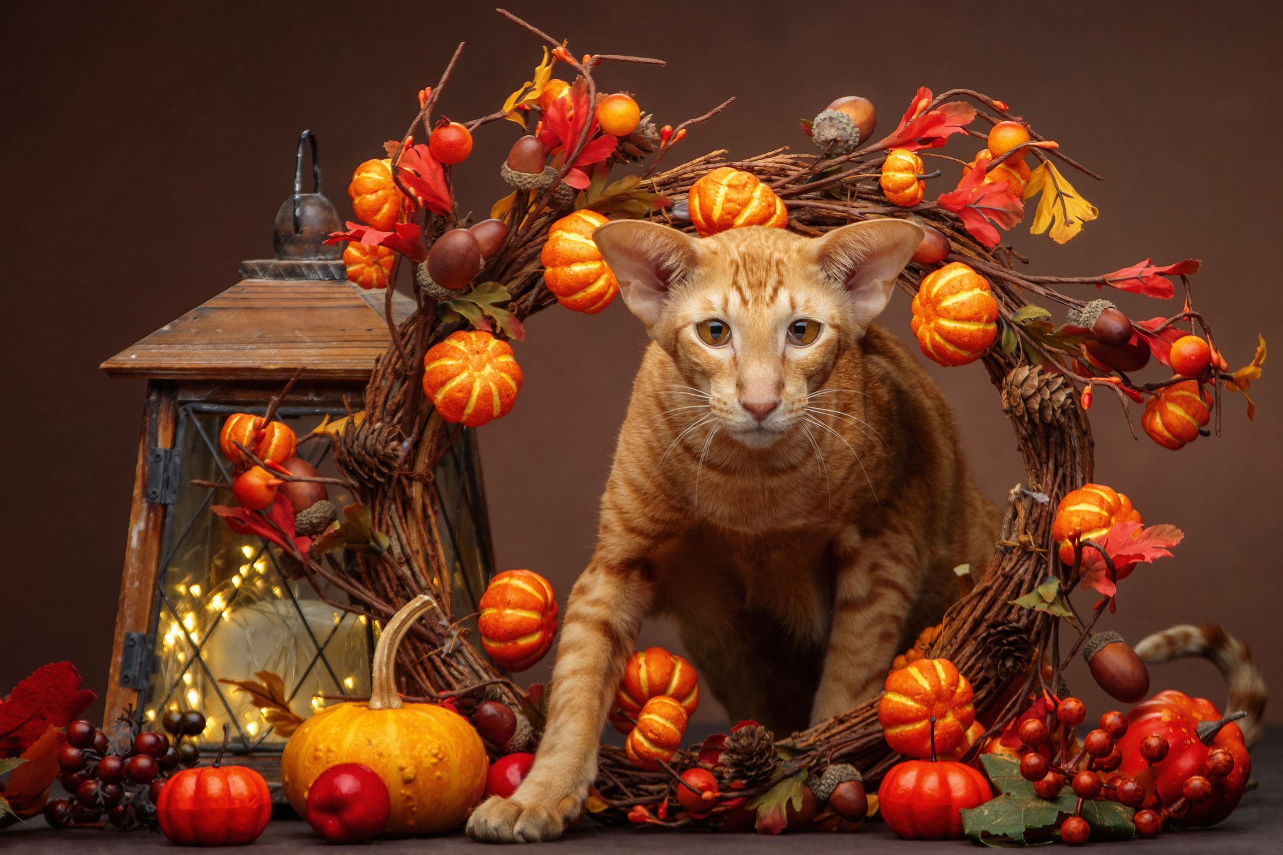 Кошки. Фотограф-анималист Юлия Зубкова