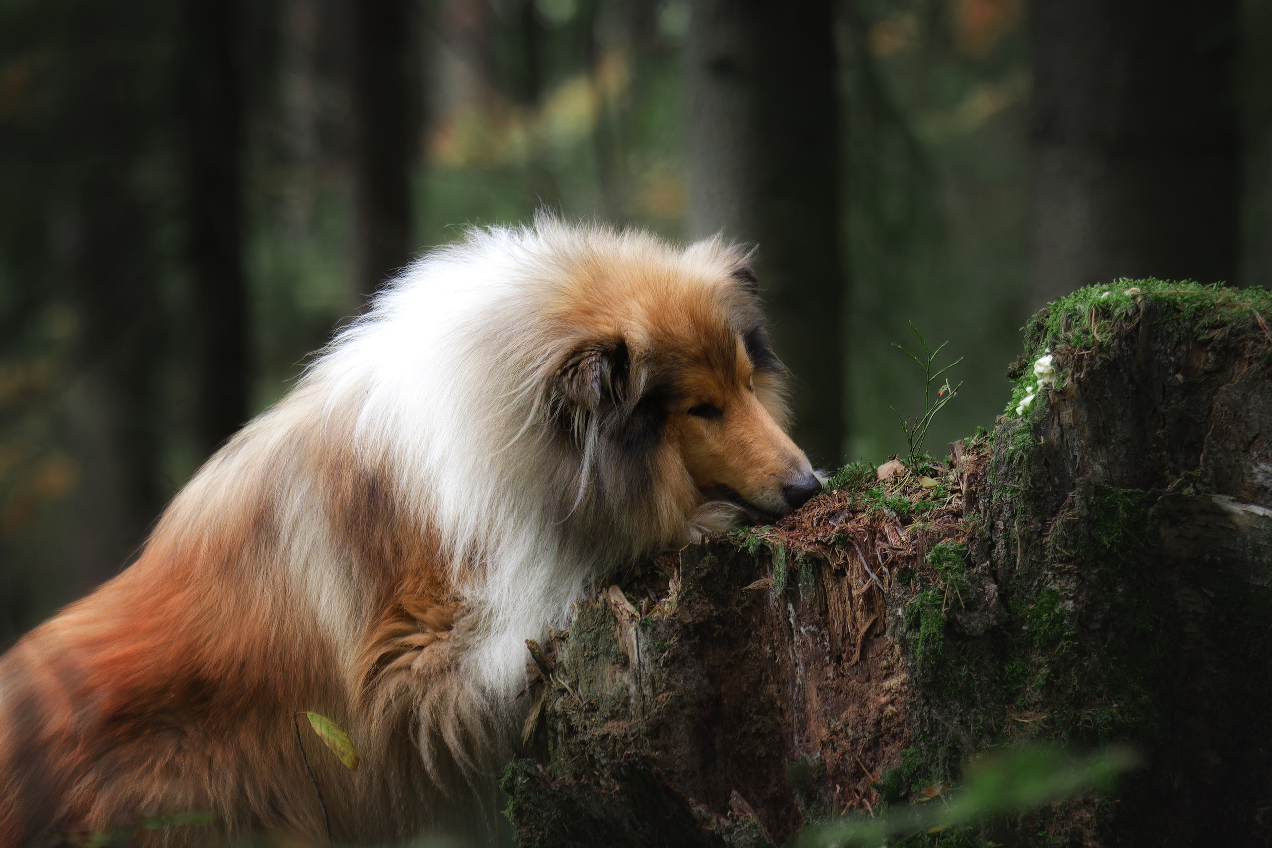 Собаки. Фотограф-анималист Юлия Зубкова