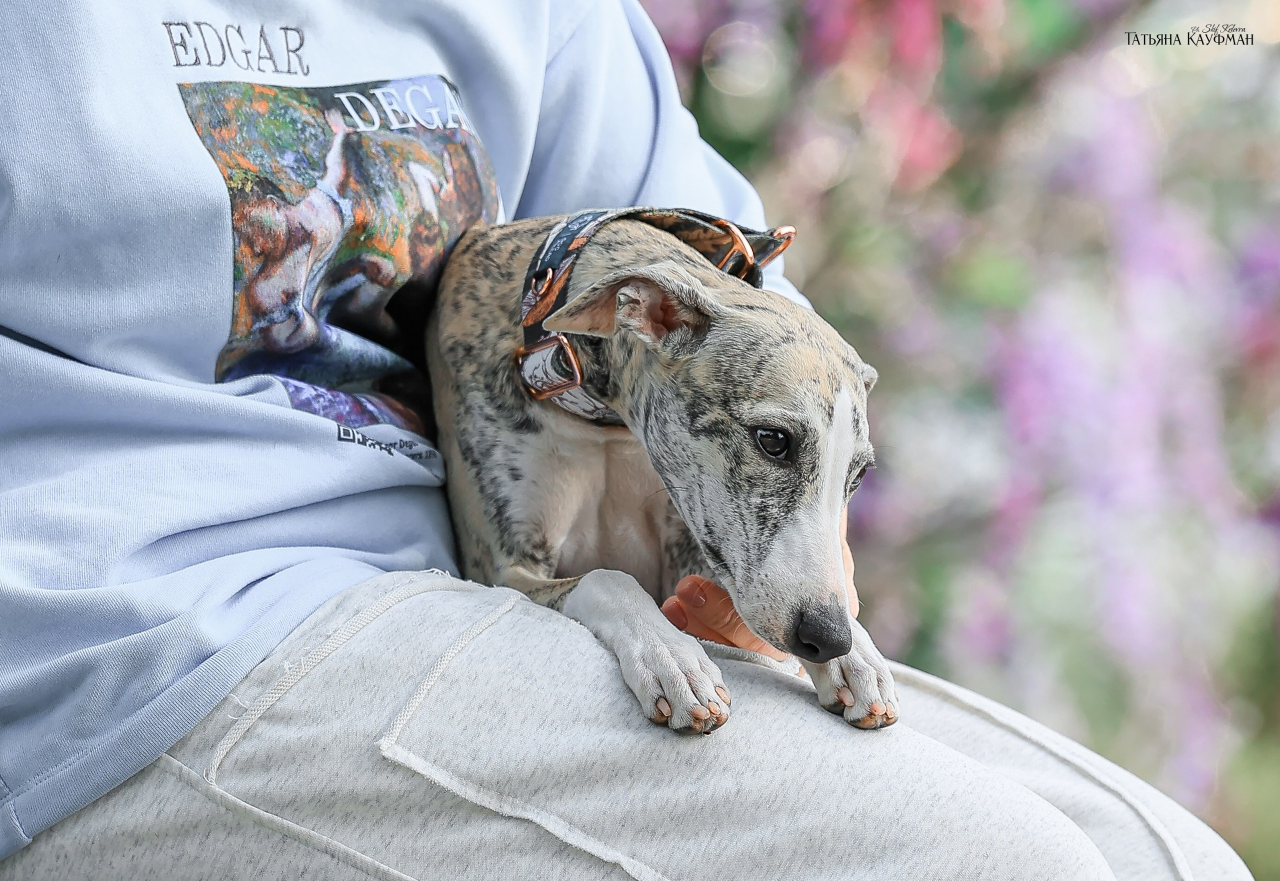 Уиппет, фотография уиппет, собака в цветах, красивая собака, фотограф анималист, фотокурс Анималистика, научиться фотографировать собак, фотограф Новосибирск