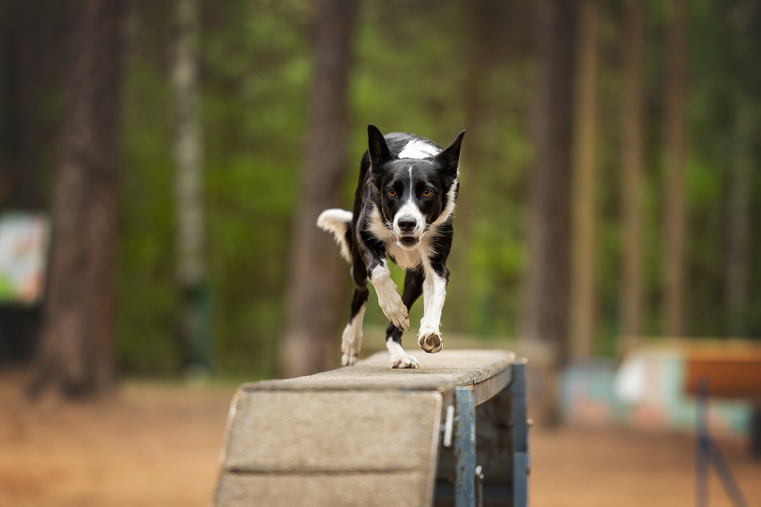 Тренировка аджилити. Фотограф Анималист в Перми Анастасия Остерман
