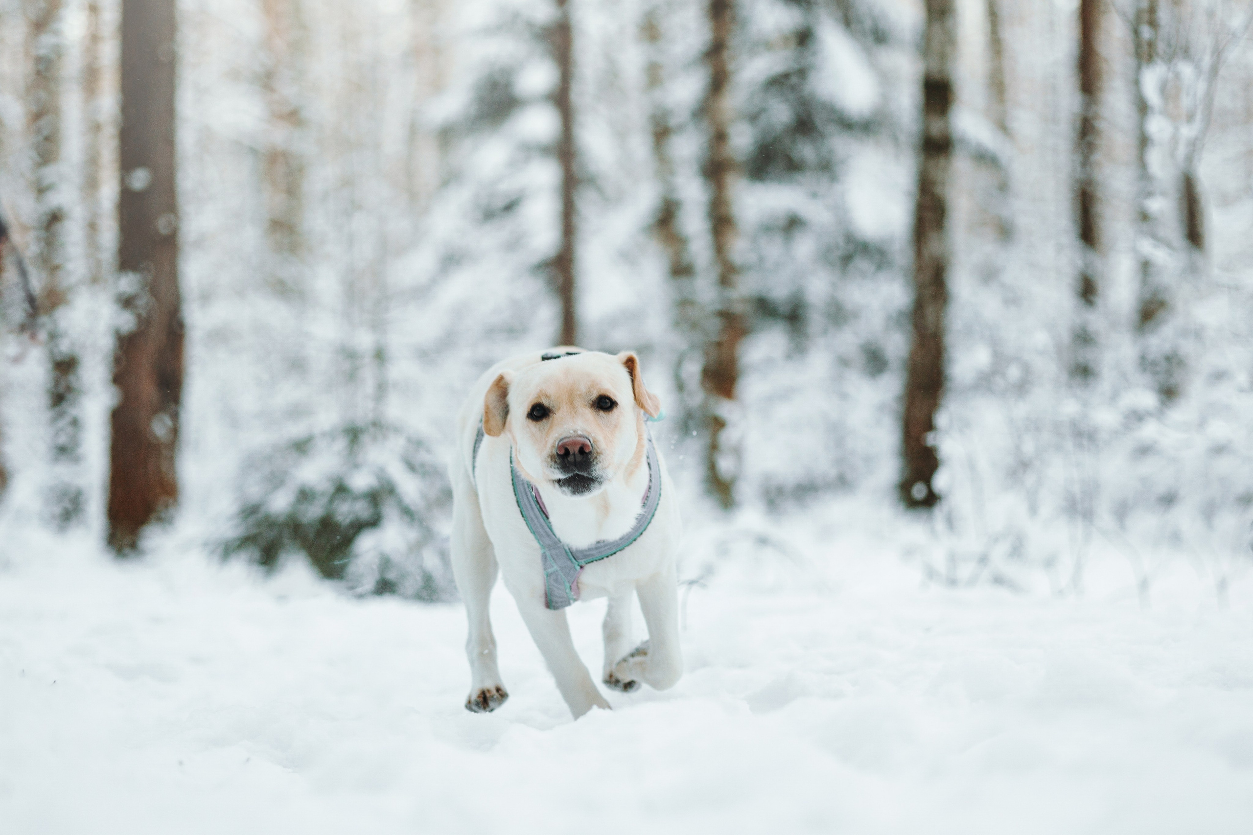 Ребята и их хвостатая семейка. Фотограф — Анималист | Санкт-Петербург