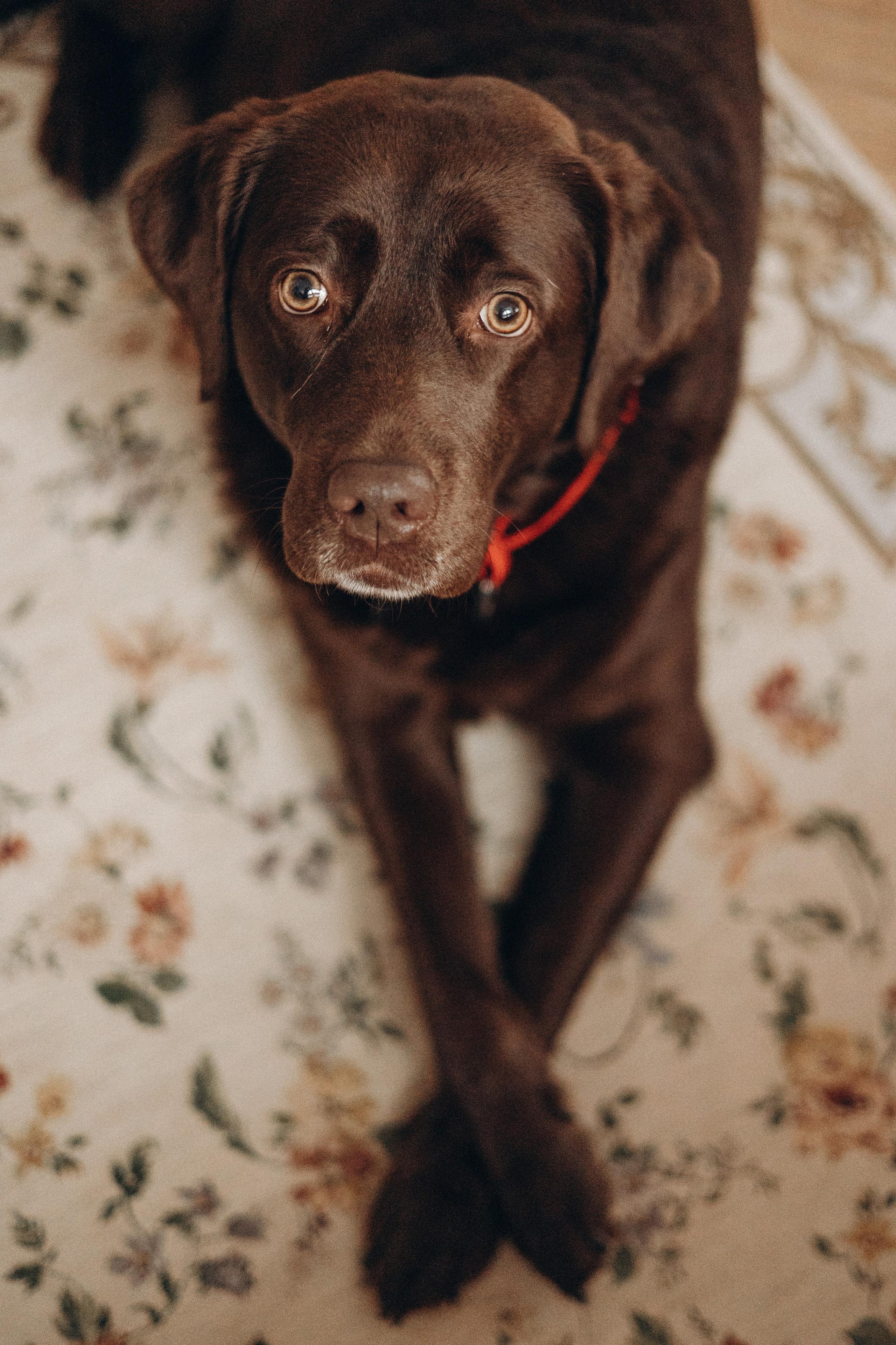 Семейная для Ксюши. Фотограф — Анималист | Санкт-Петербург