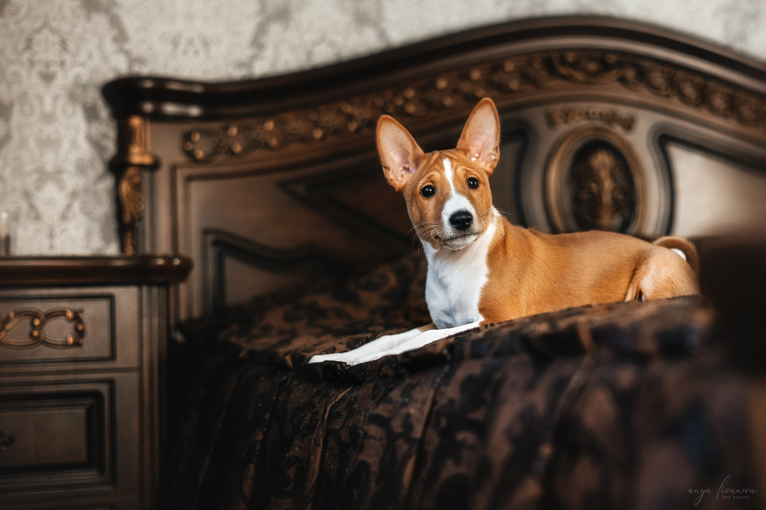 Балу. Фотограф анималист Аня Ливанова | Рыбинск