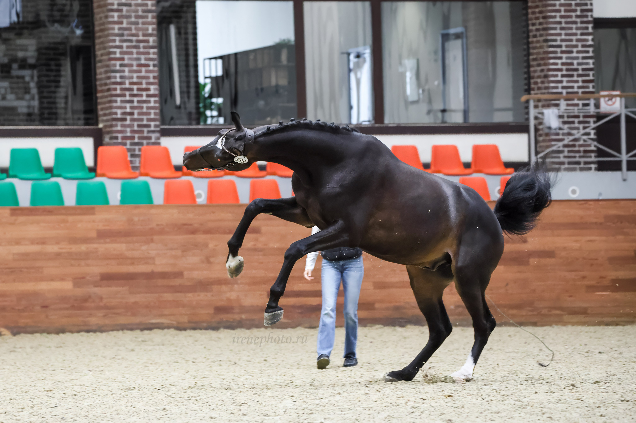 Конная Россия 2024. Irenephoto.ru