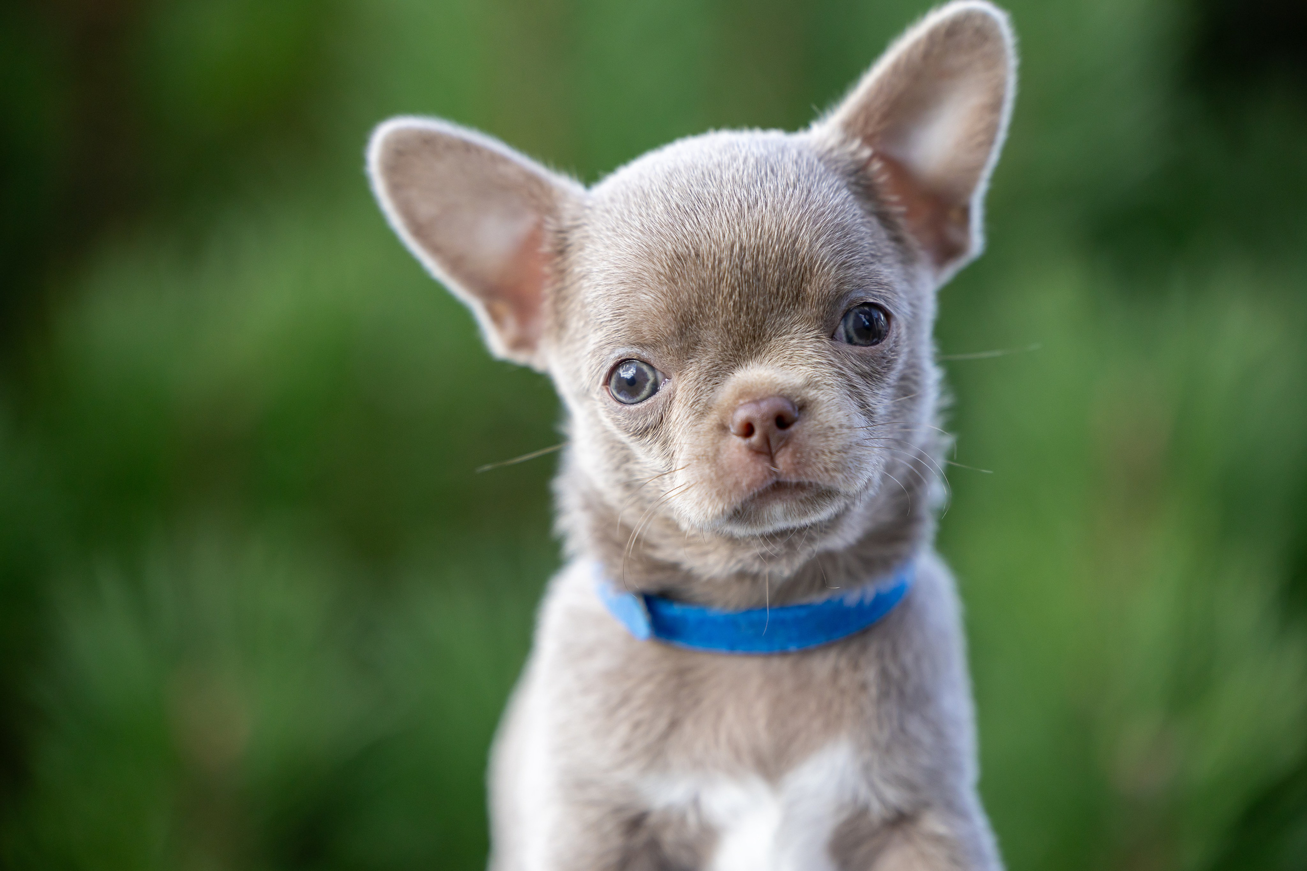 Щенки. Фотограф Яна Матвеева в Ижевске