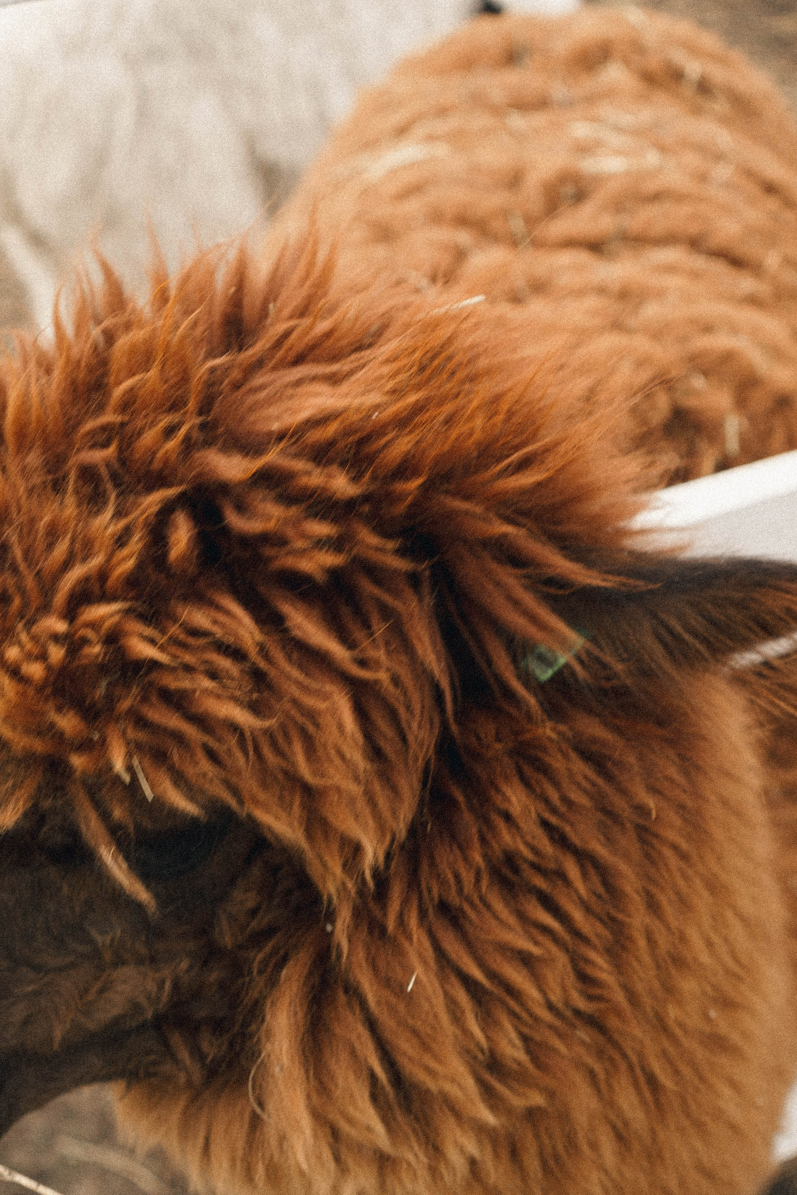 Ферма Альпак. Профессиональный фотограф, Санкт-Петербург — Виктория Богомолова