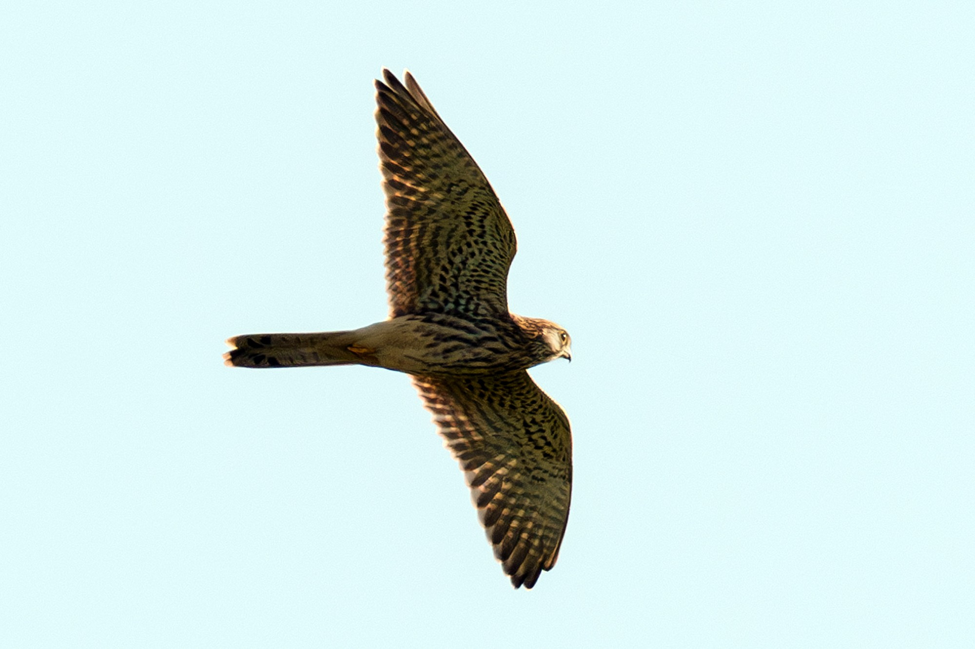 Удивительные мир птиц. Вокруг нас столько прекрасного — присмотритесь!. Ваш личный фотограф Марина Волкова