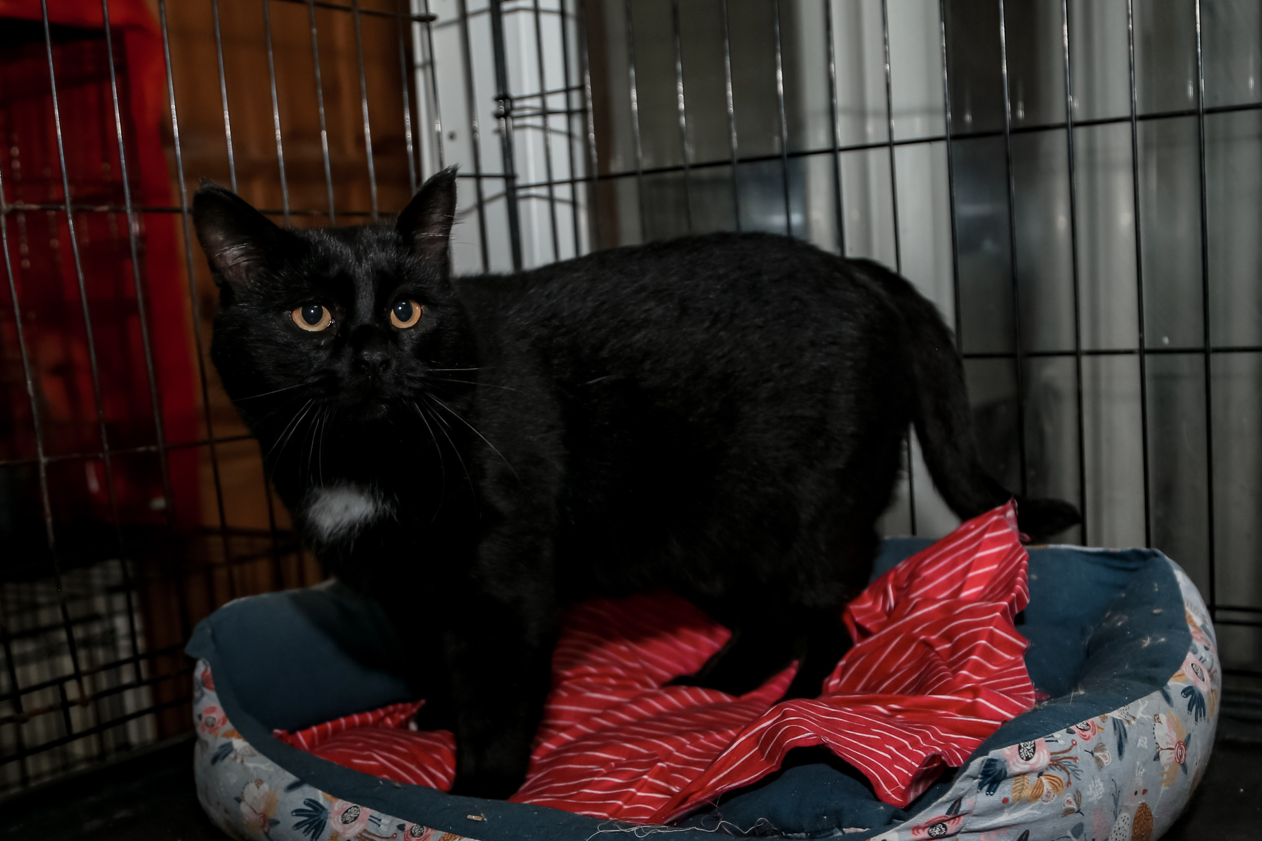 Приют Кошкин Дом Филимоша. Ваш фотограф в Оренбурге Рощупкина Екатерина