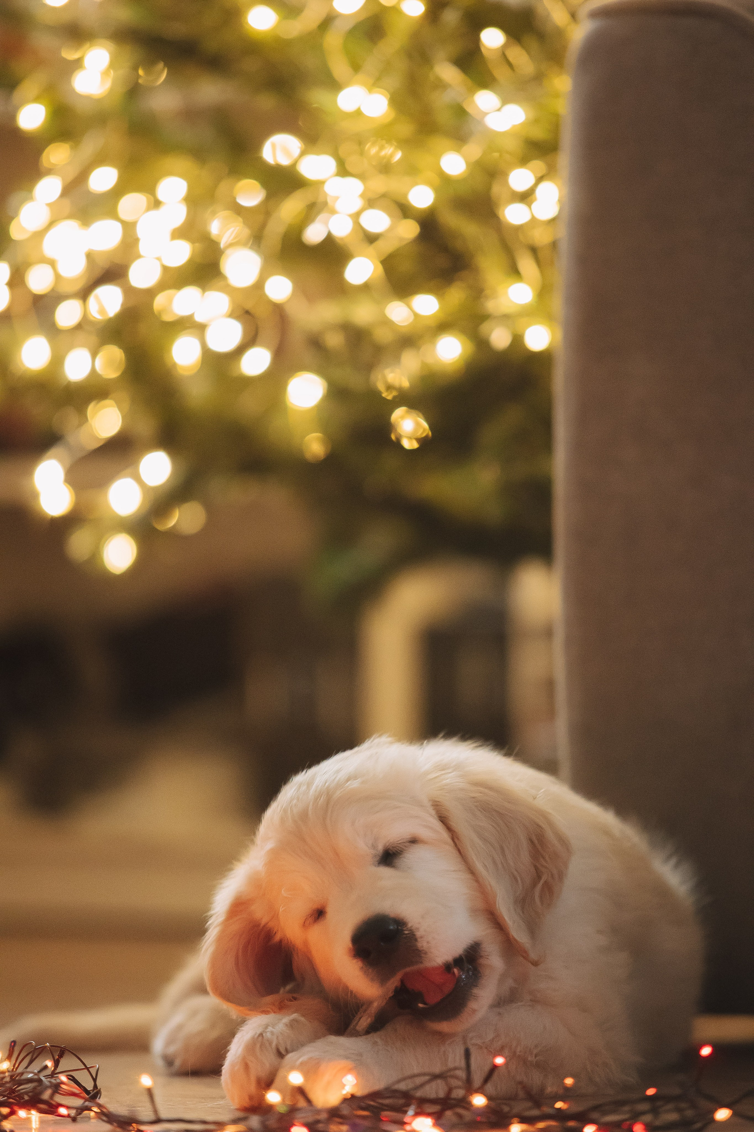 Снежик и Веста, НГ. Свадебный и женский фотограф